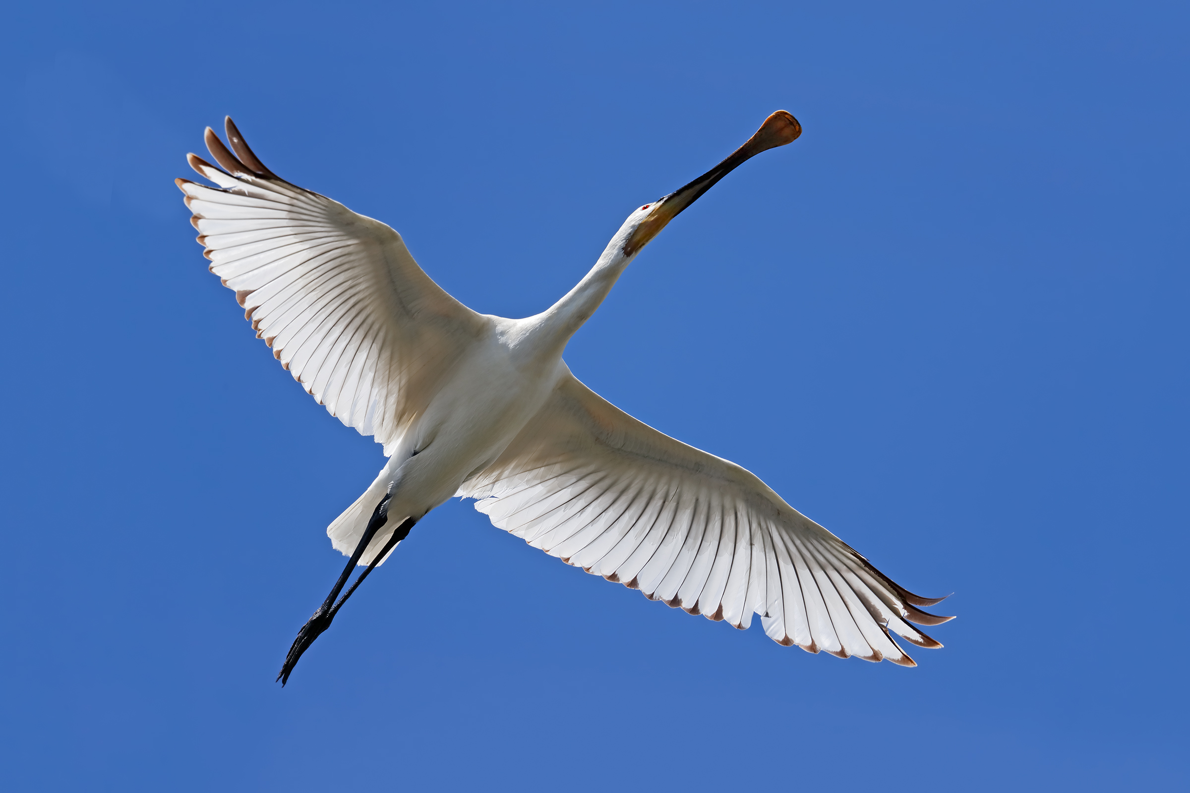 Giovane spatola in controluce