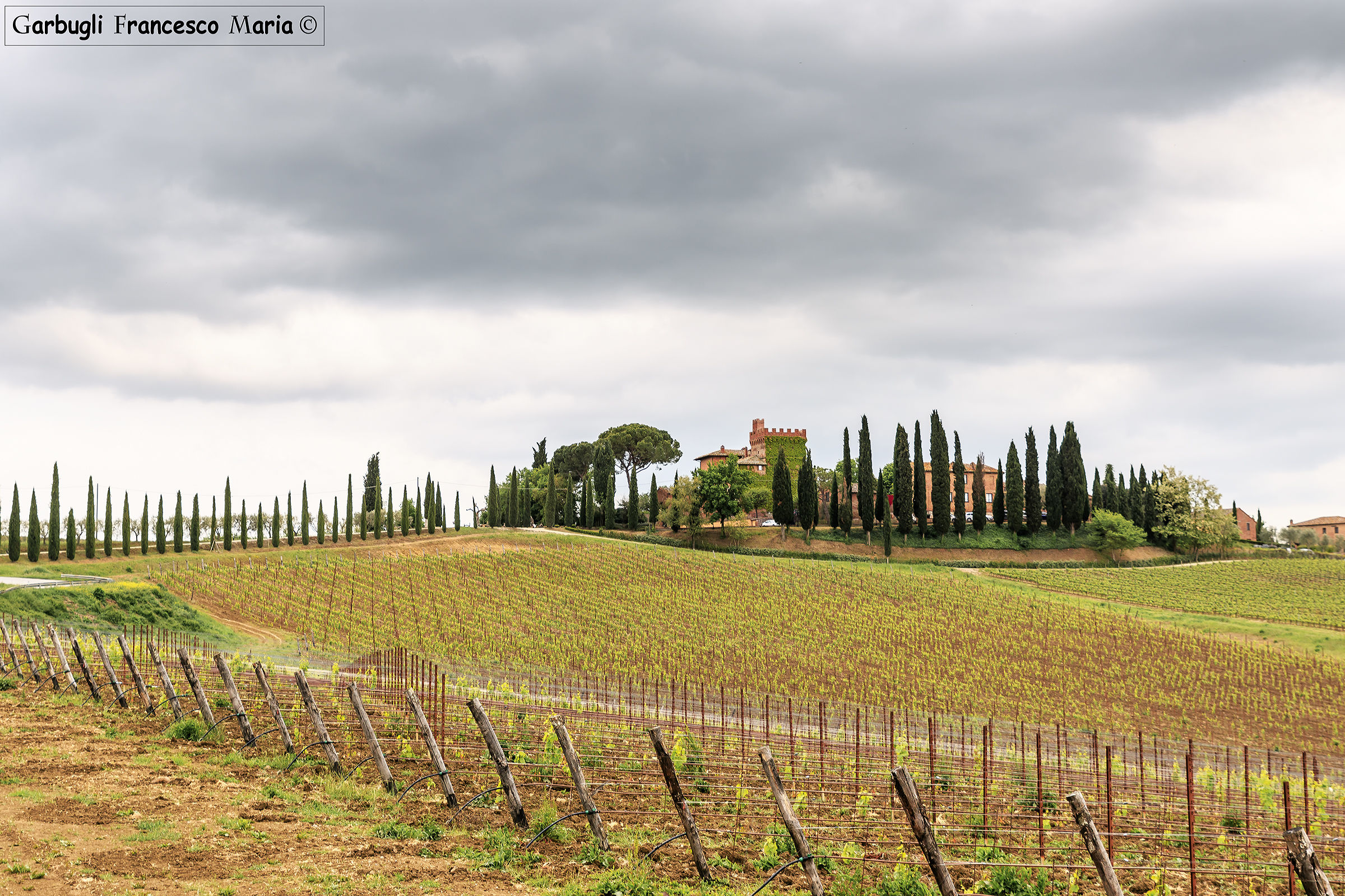 Cypress trees and vines ...... all in a row