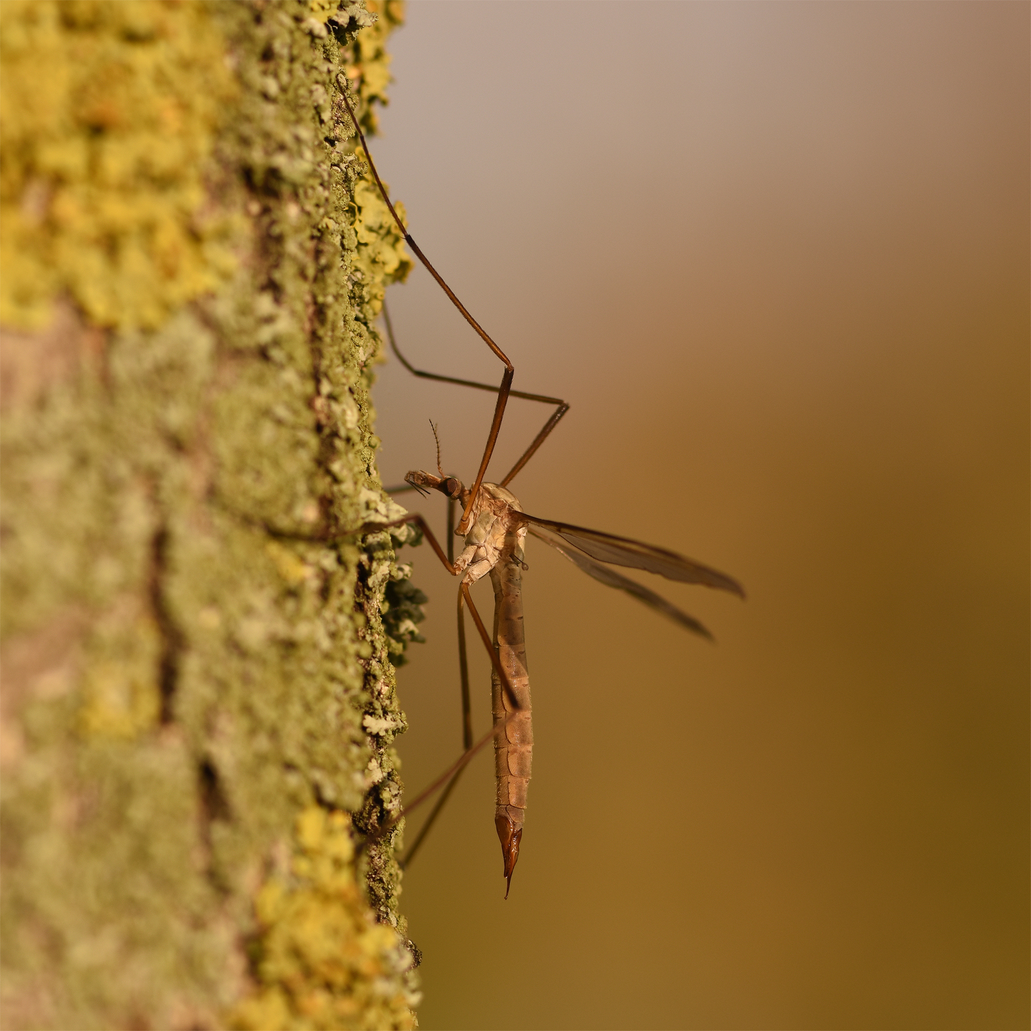 Tipula