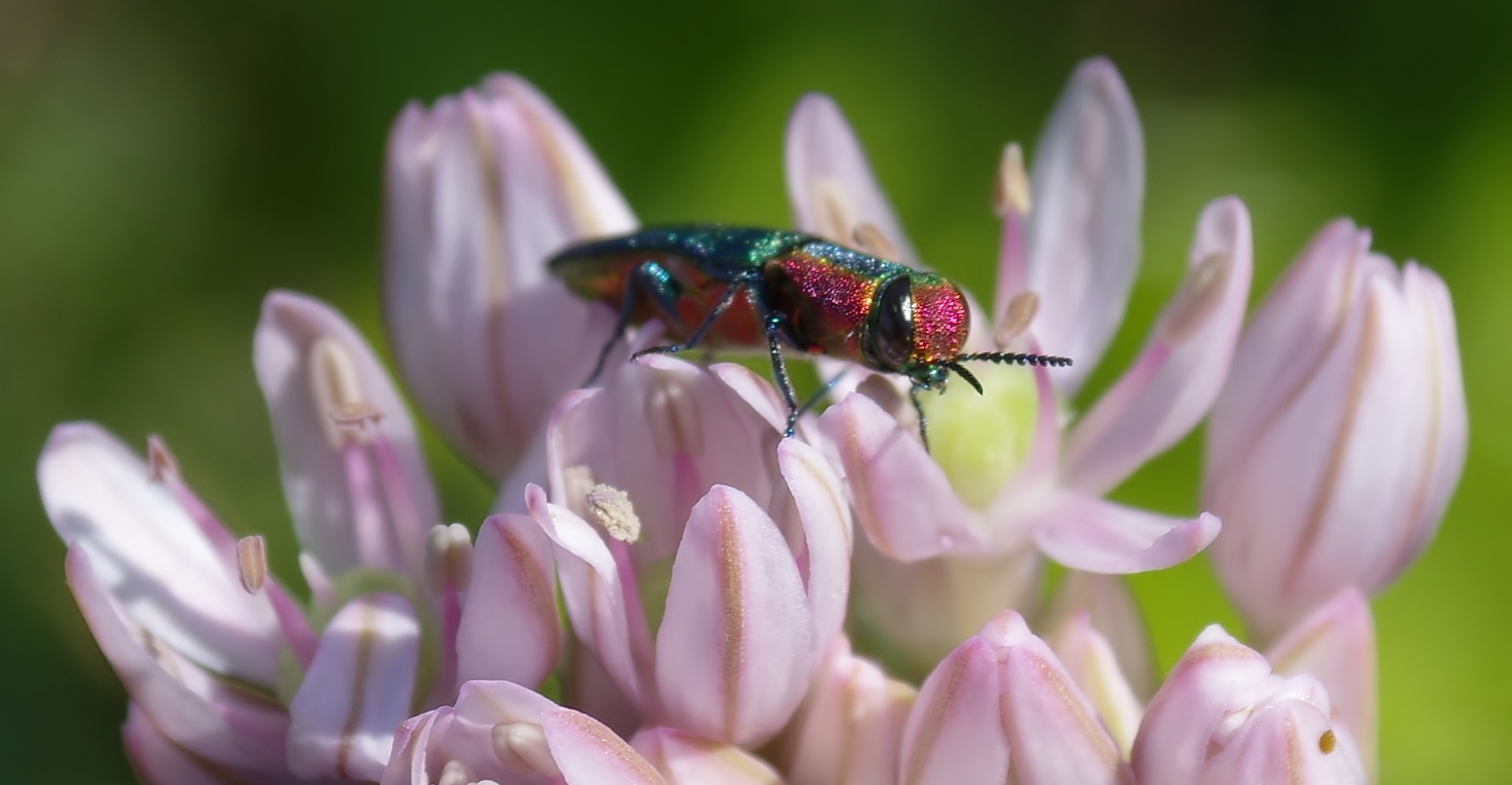 But who is this multicolor insect?