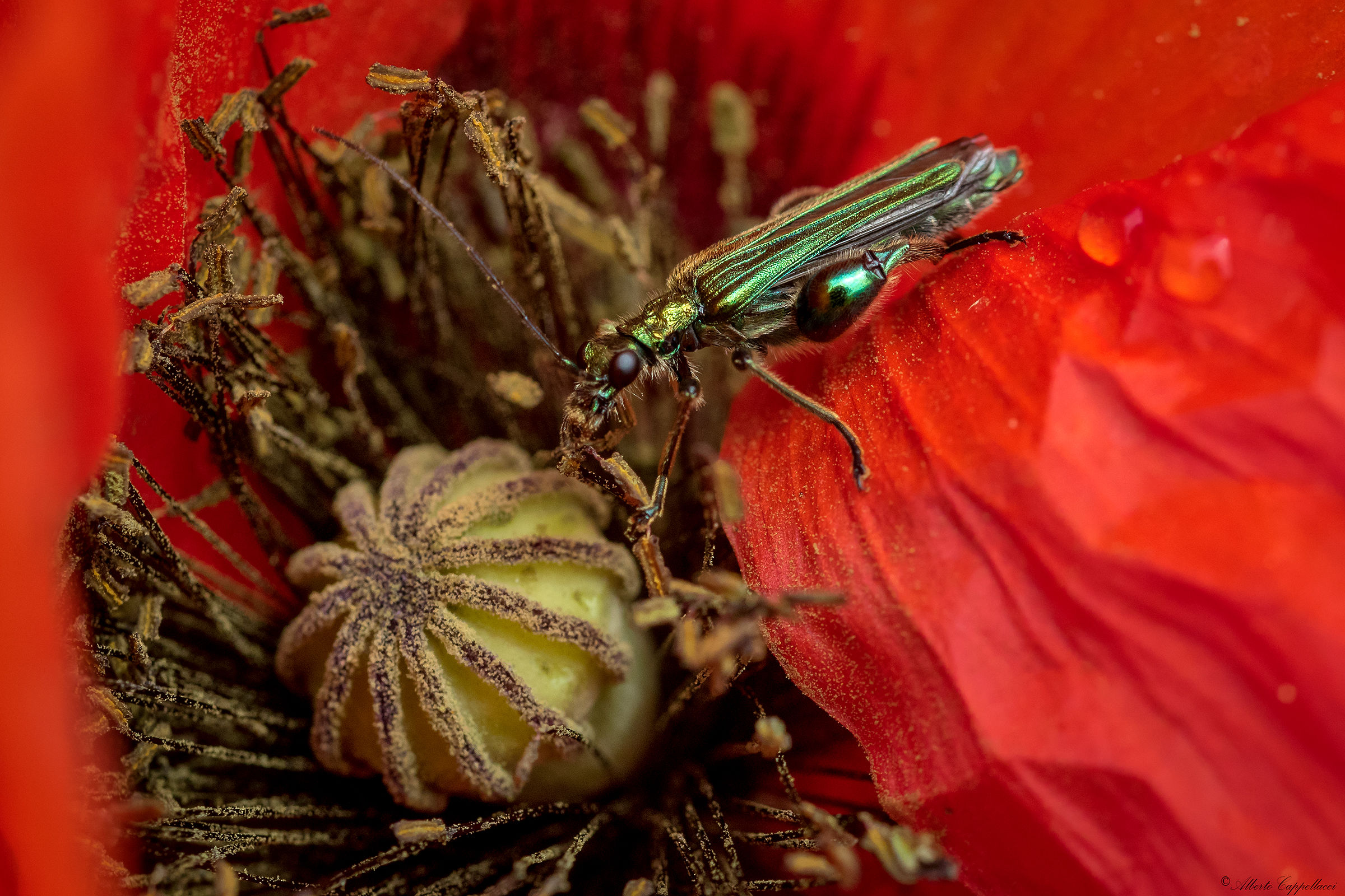 Insect in poppy