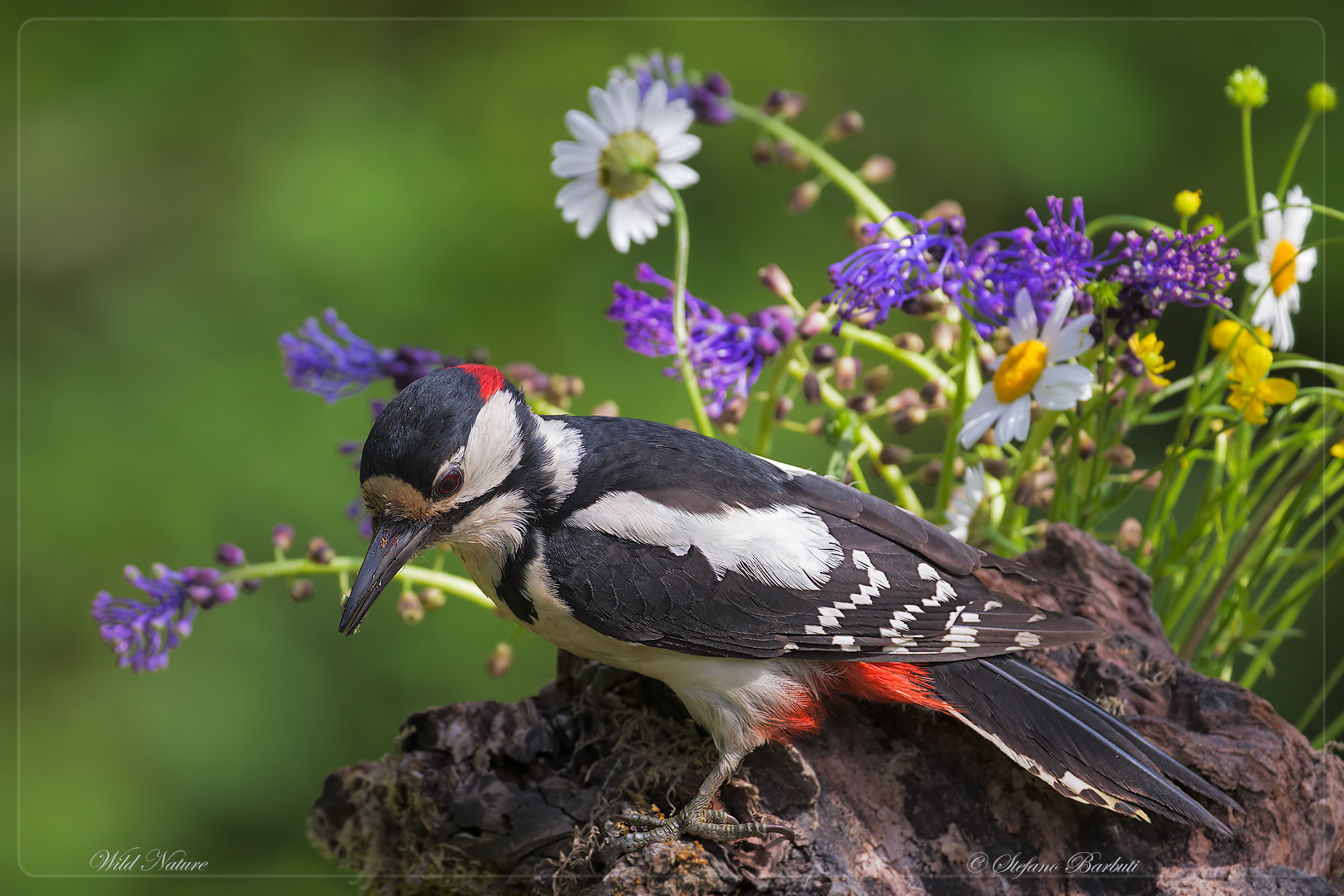 Big Red Red Woodpecker