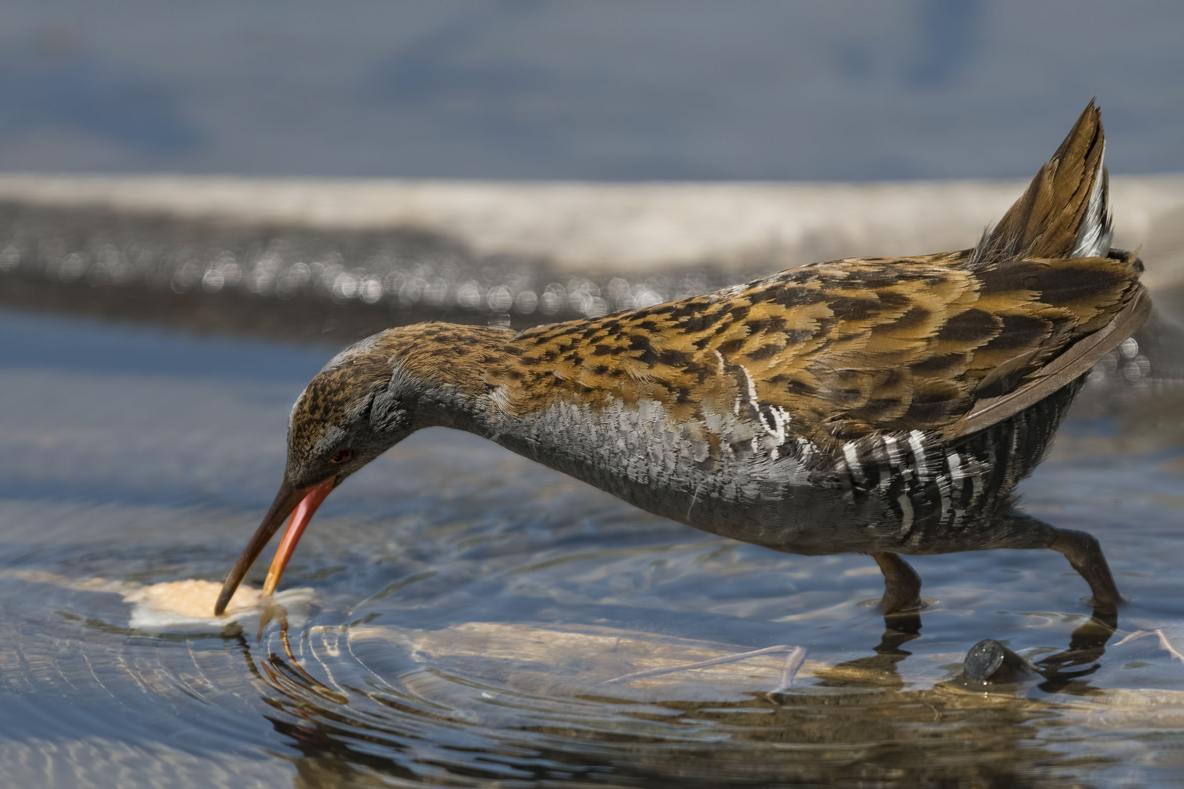 Water Rail