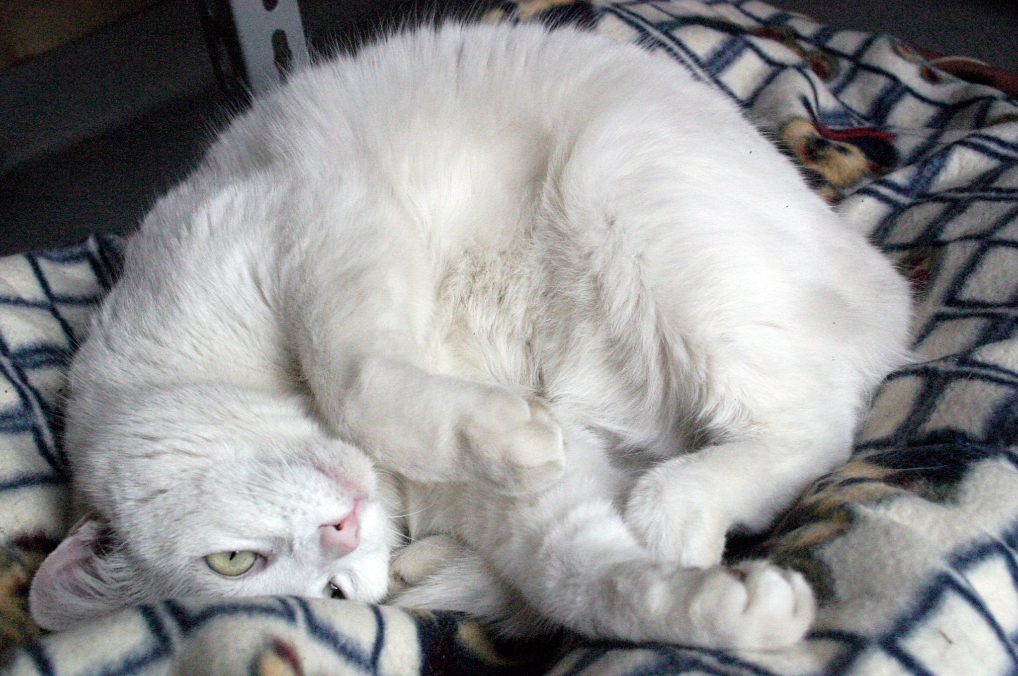 Candida come la neve..