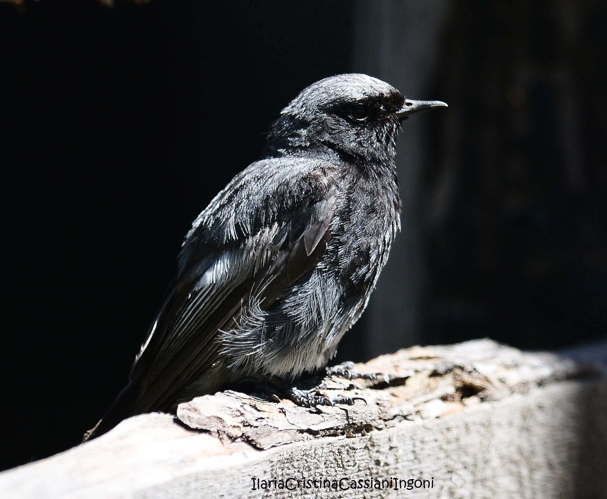 Codirosso spazzacamino maschio