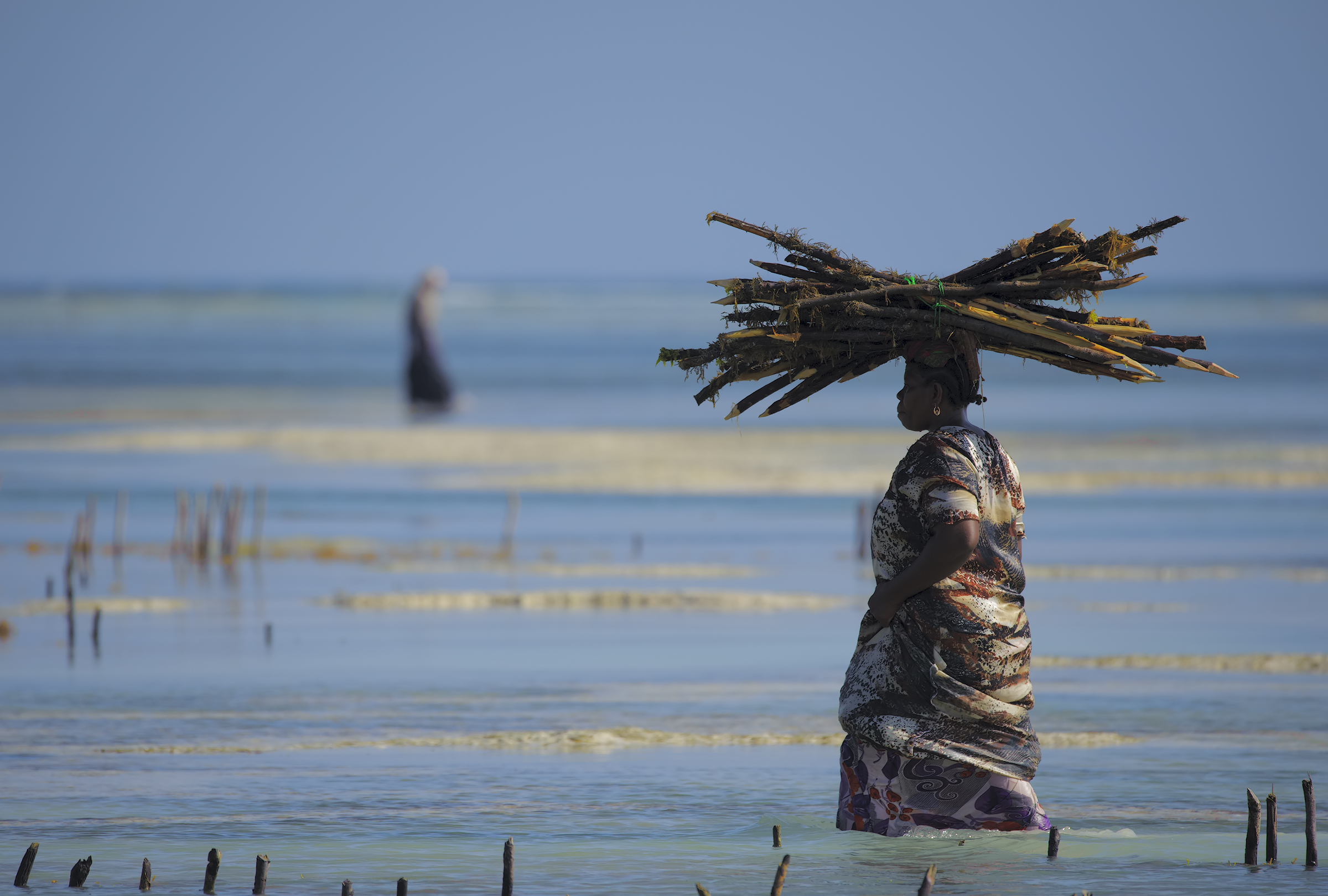 The seaweed raggioglitricie