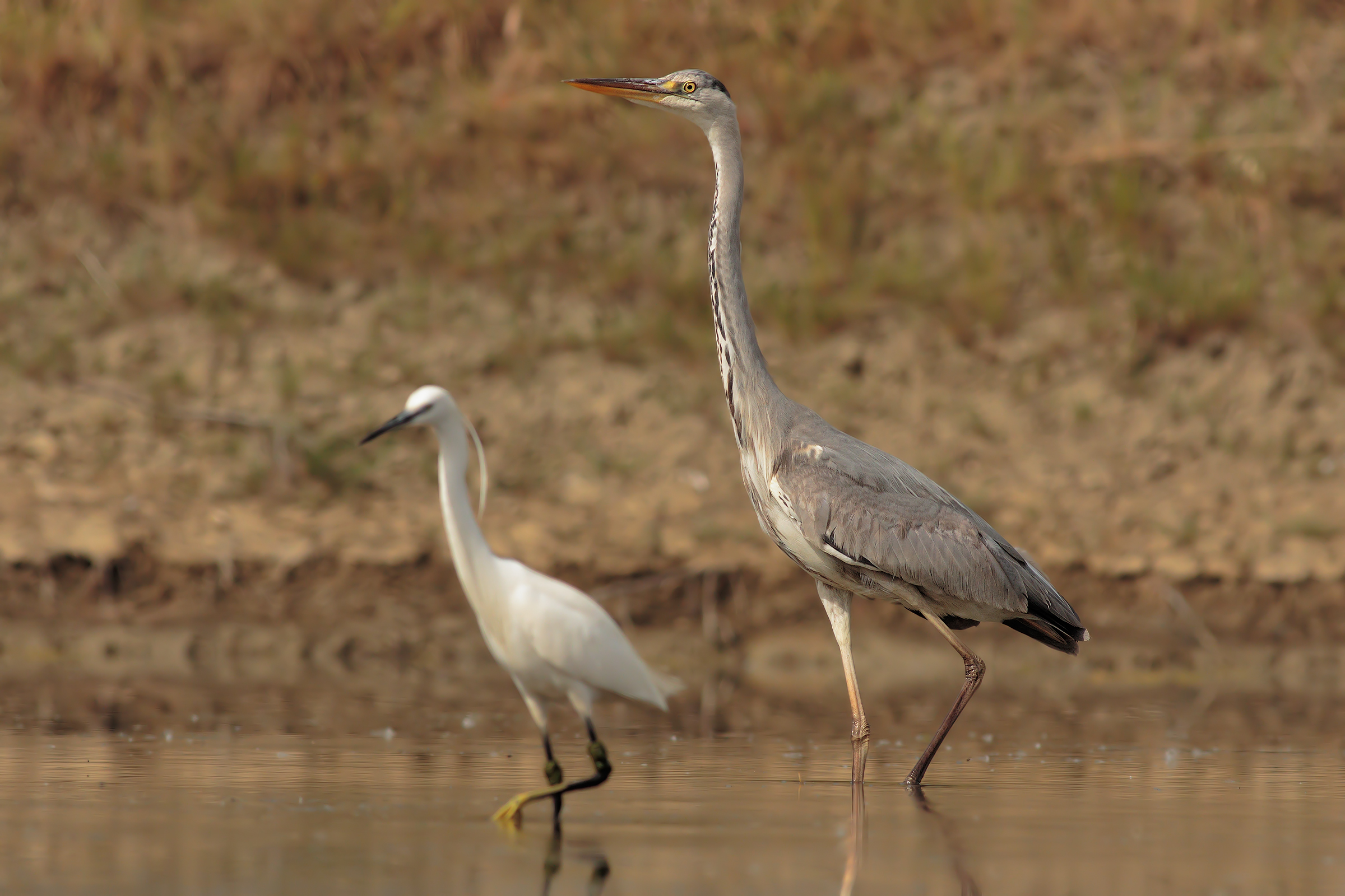 Herons