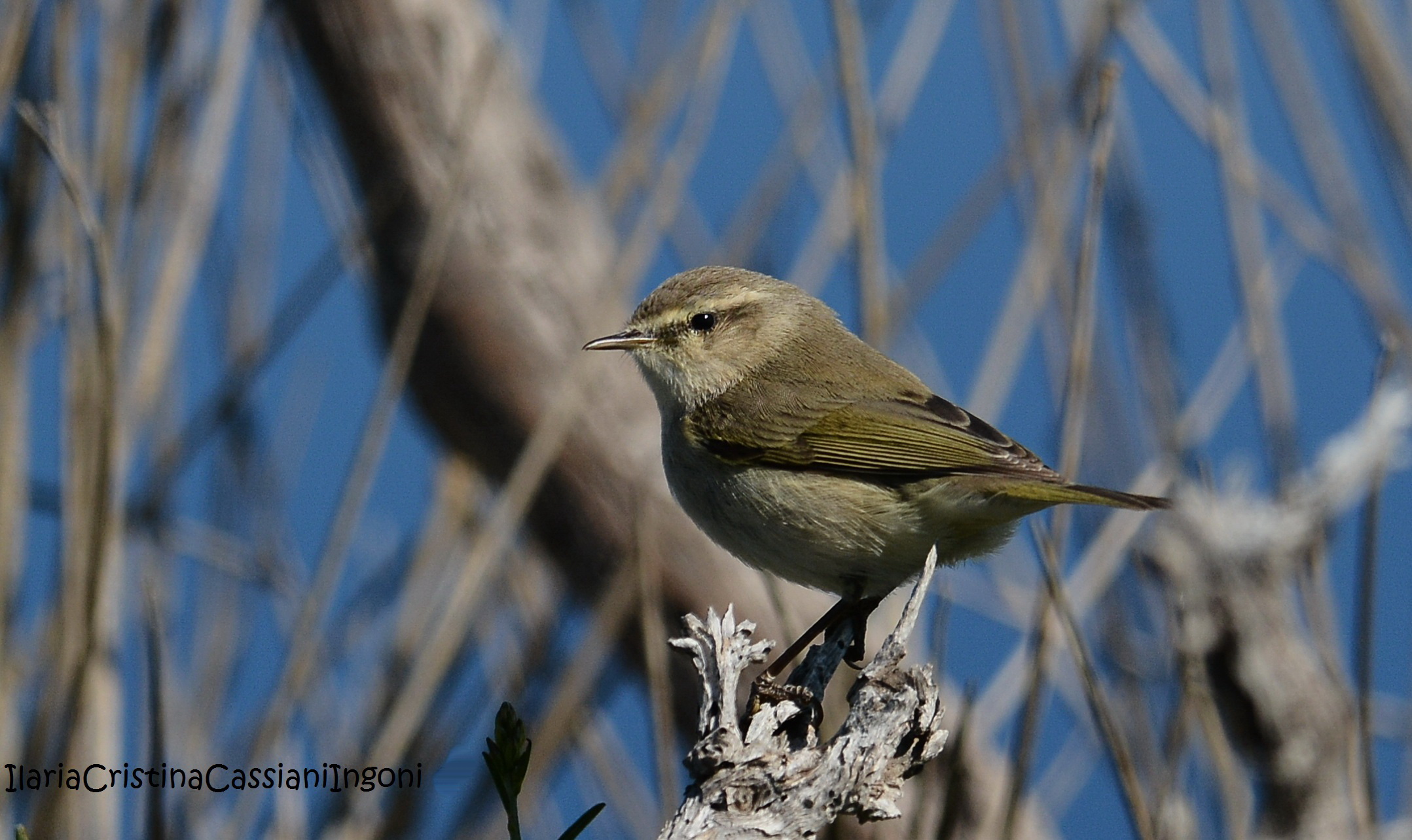 Chiffchaff