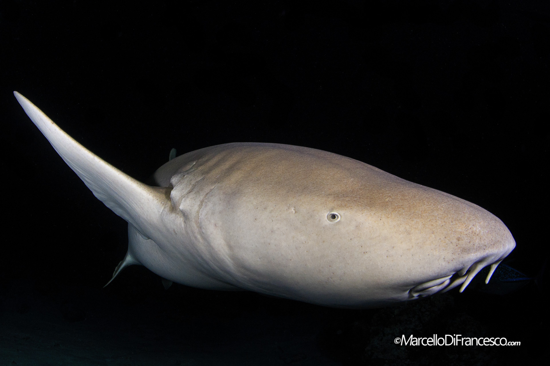 Alimatha night dive - nurse shark