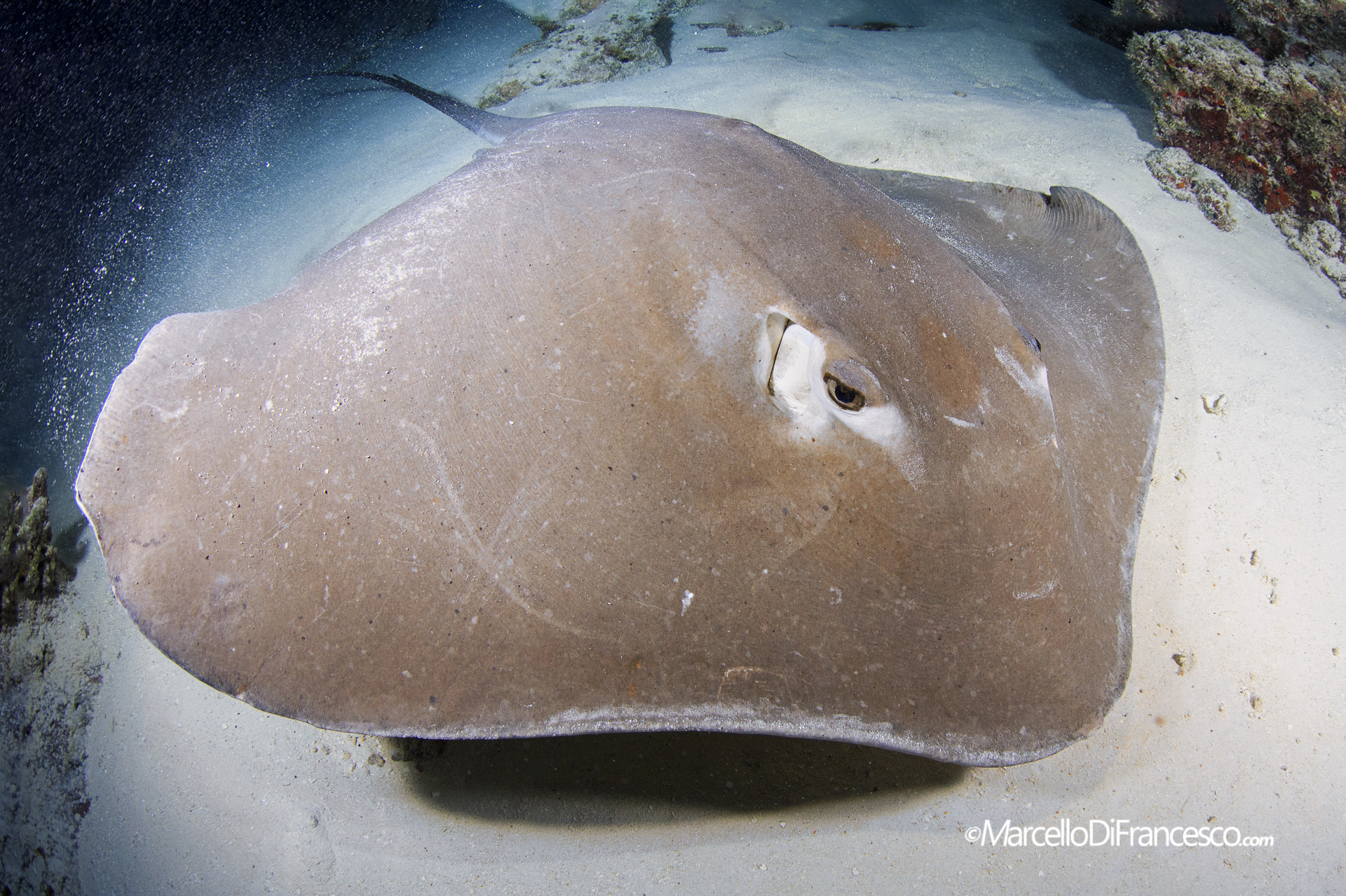 Alimatha night dive - stingray