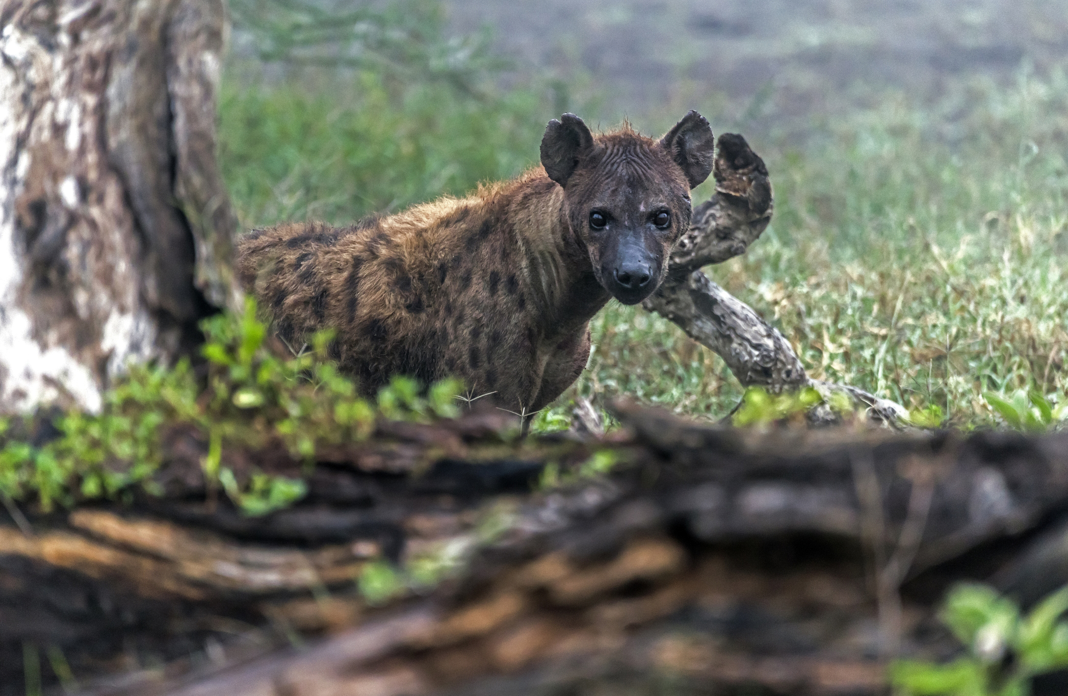 Tanzania 2017 - Guardinga all'alba