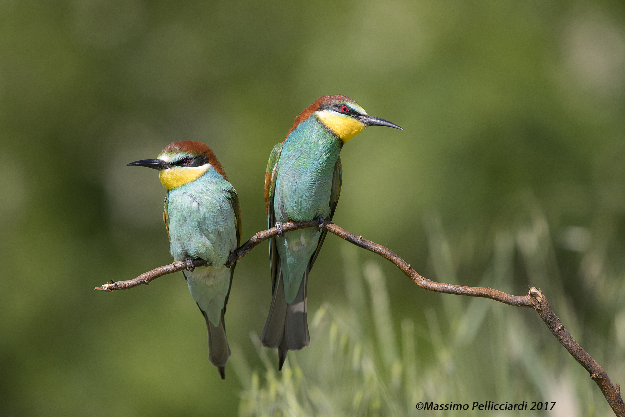 Preliminary approaches among bee-eaters