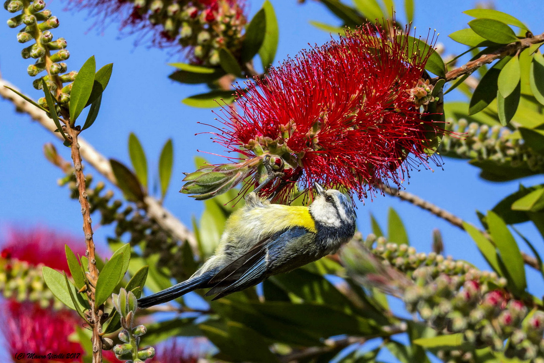 Cinciarella between the colors of (Calisteno)