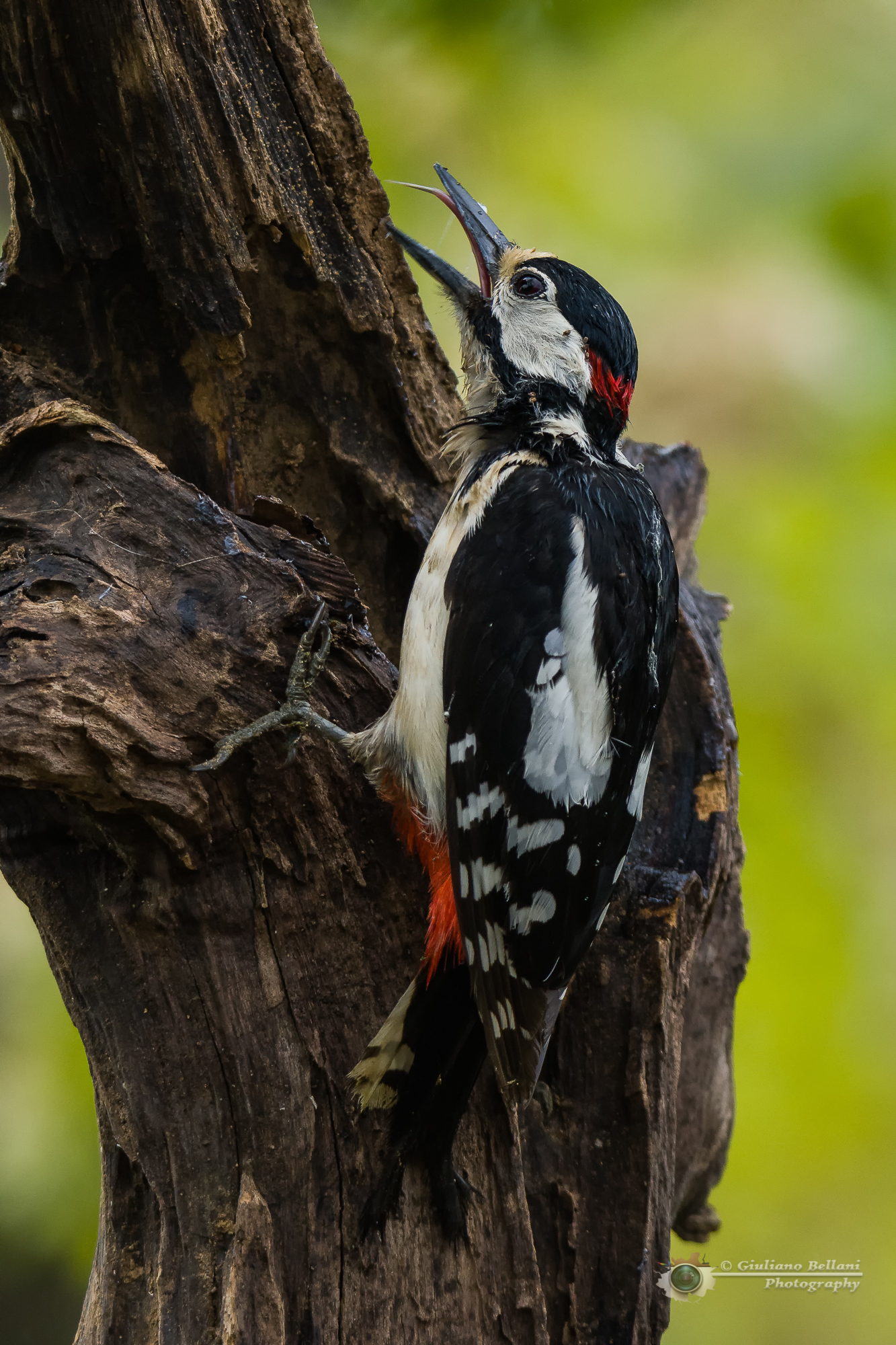 Se vuoi vedere l'arcobaleno, devi sopportare la pioggia