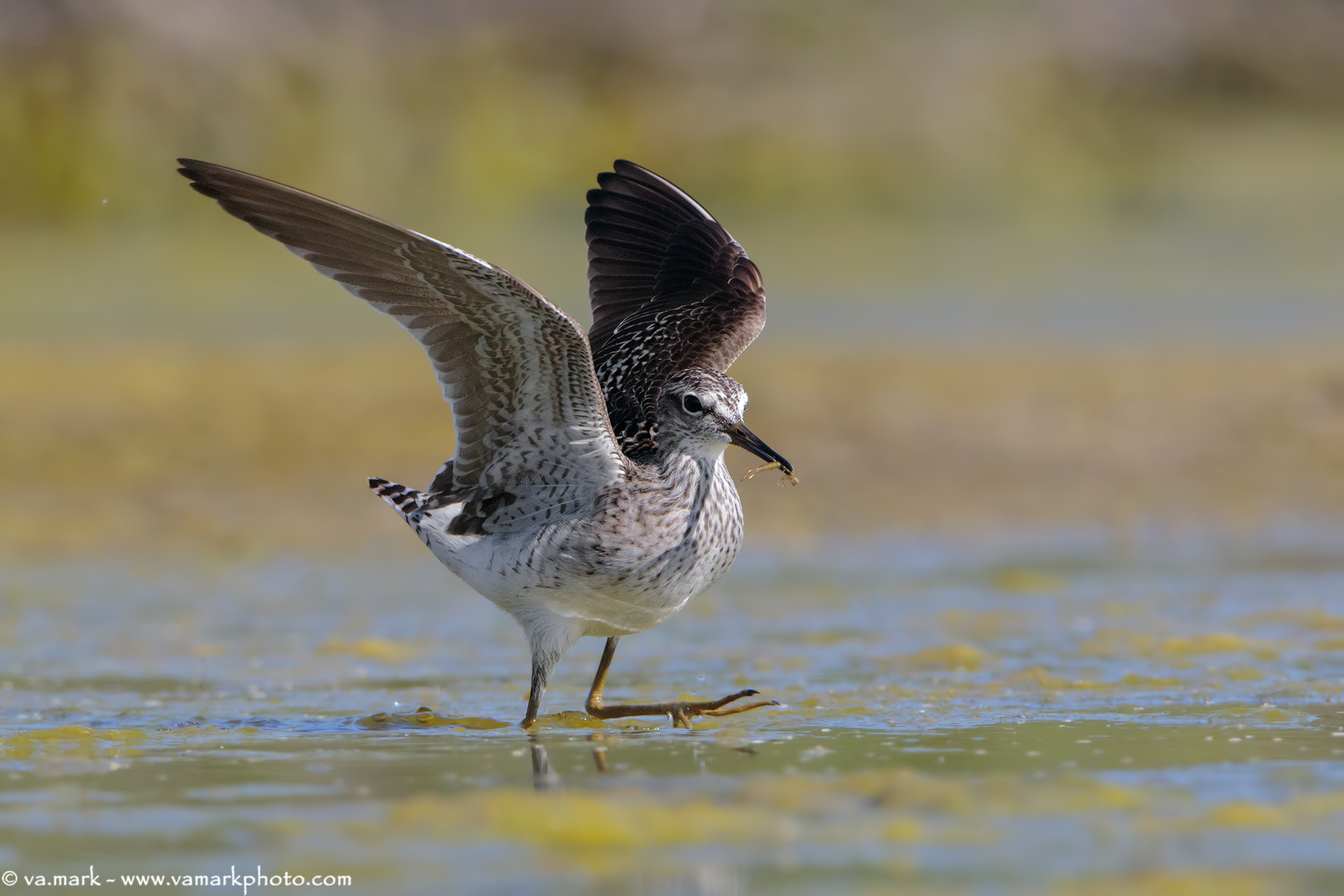 Piro Piro Boschereccio