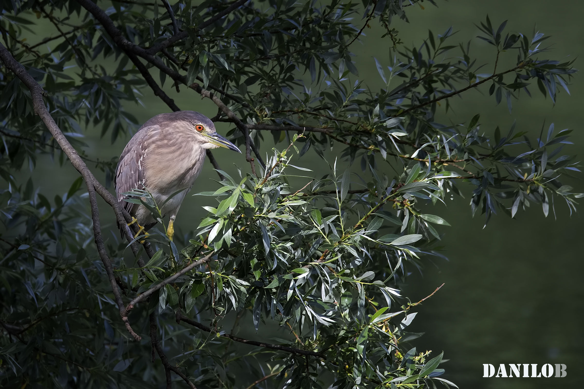 Young Night Heron