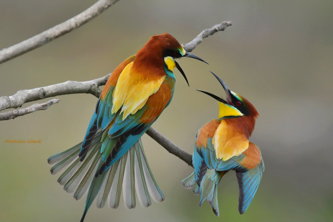 Bee-eaters (Merops apiaster)