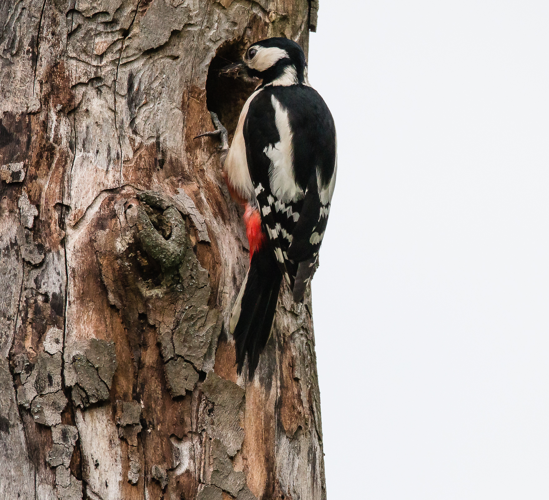 Great Spotted Woodpecker