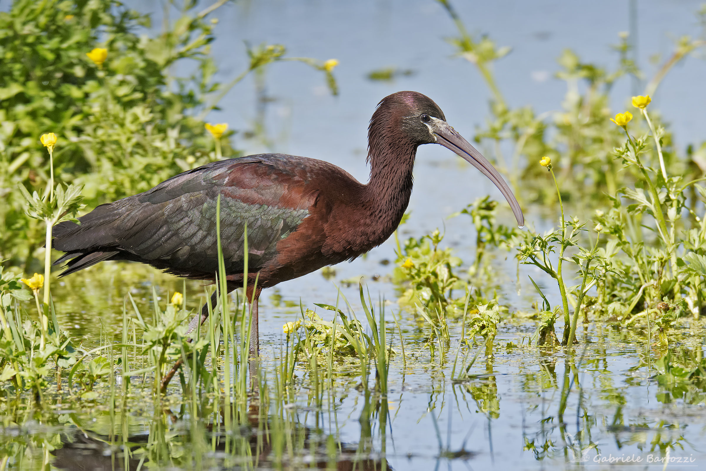 mignattaio (Plegadis falcinellus)