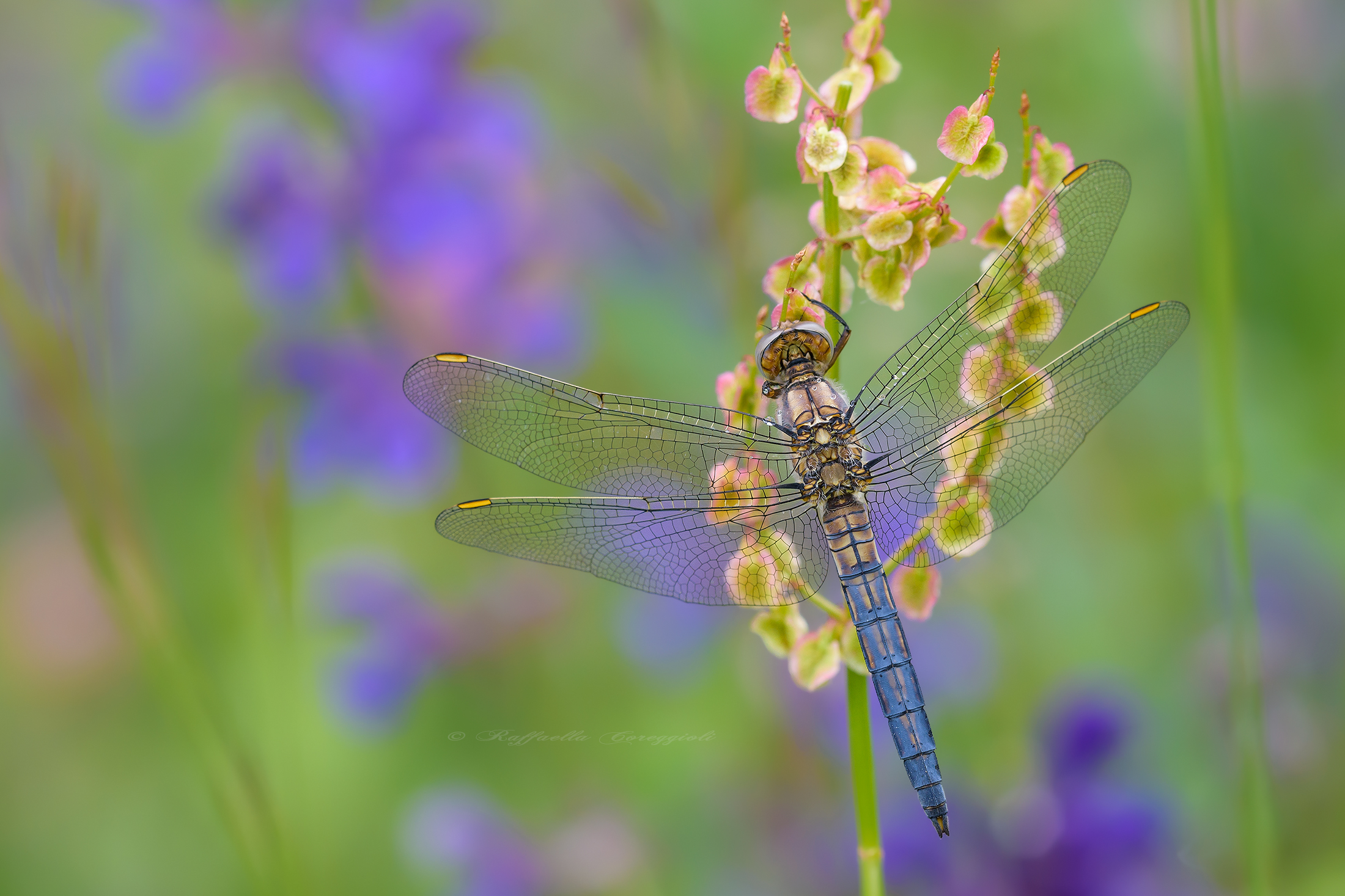 Among a cloud and the other ...
