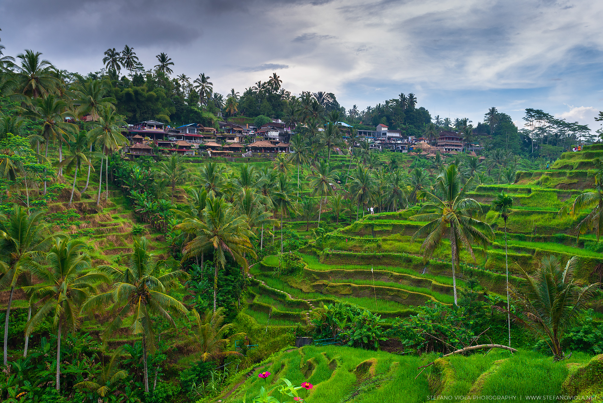 Walk among rice terraces in Ubud, Bali.