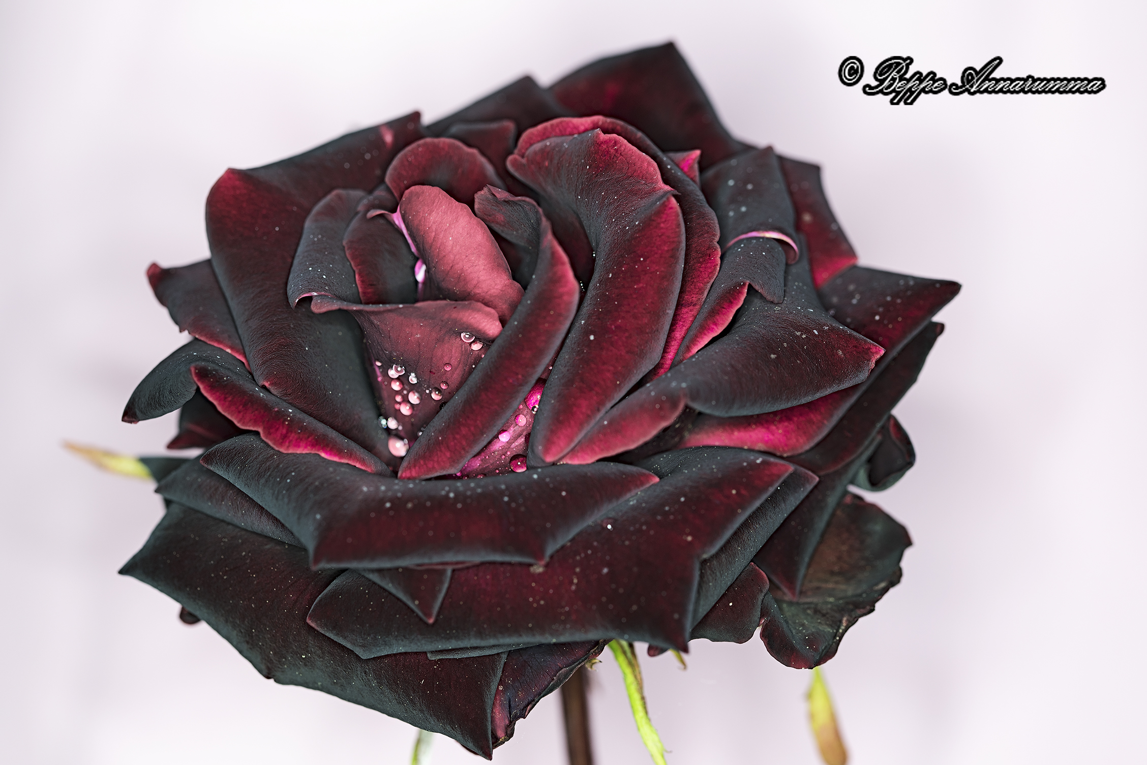 Rosso scuro vellutato