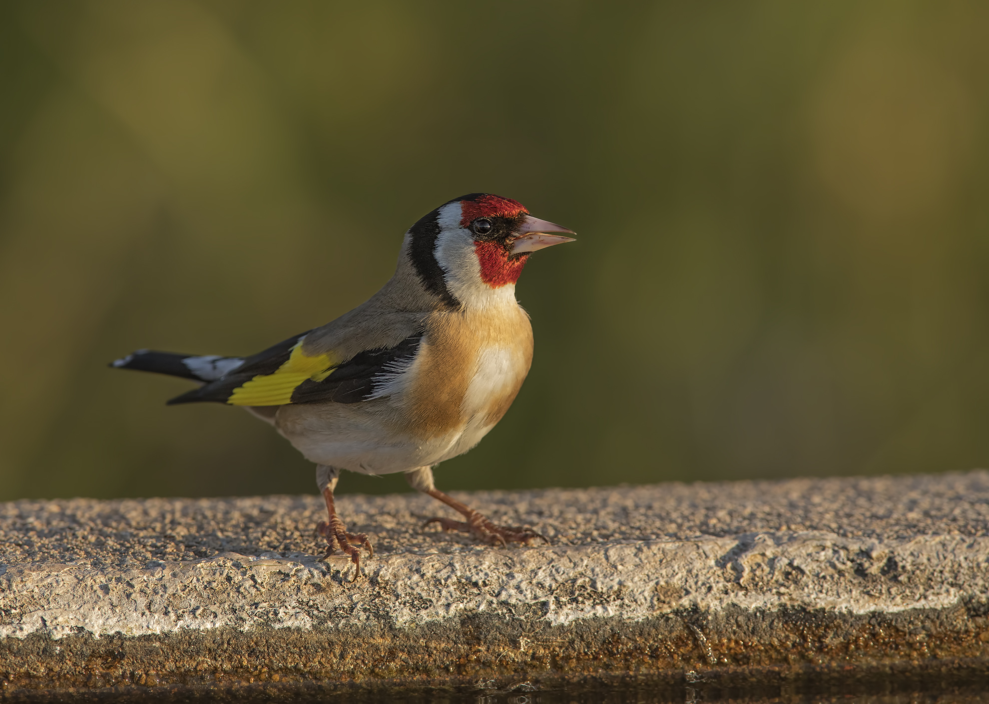 cardellino ( carduelis carduelis)