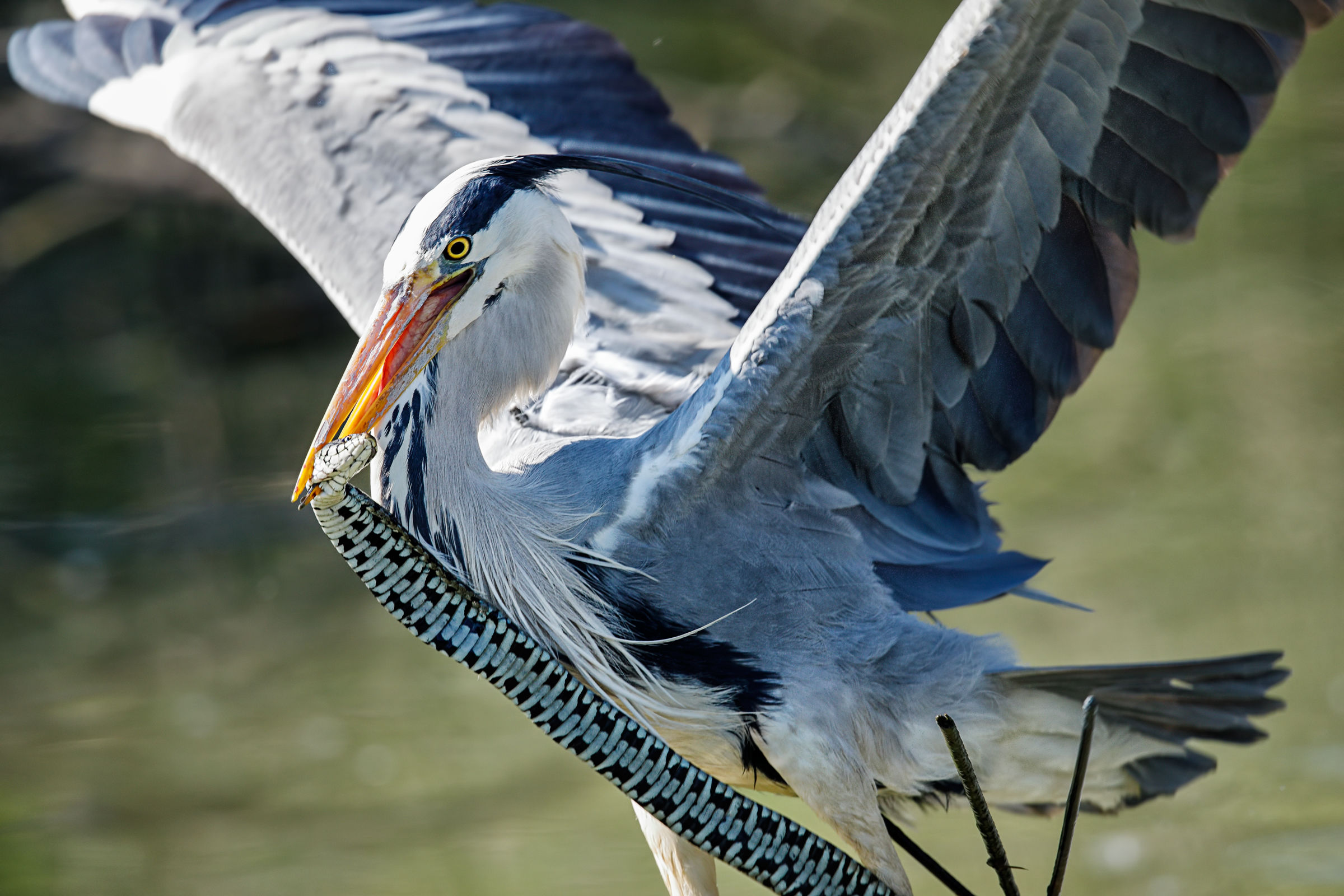 il volo della Natrice