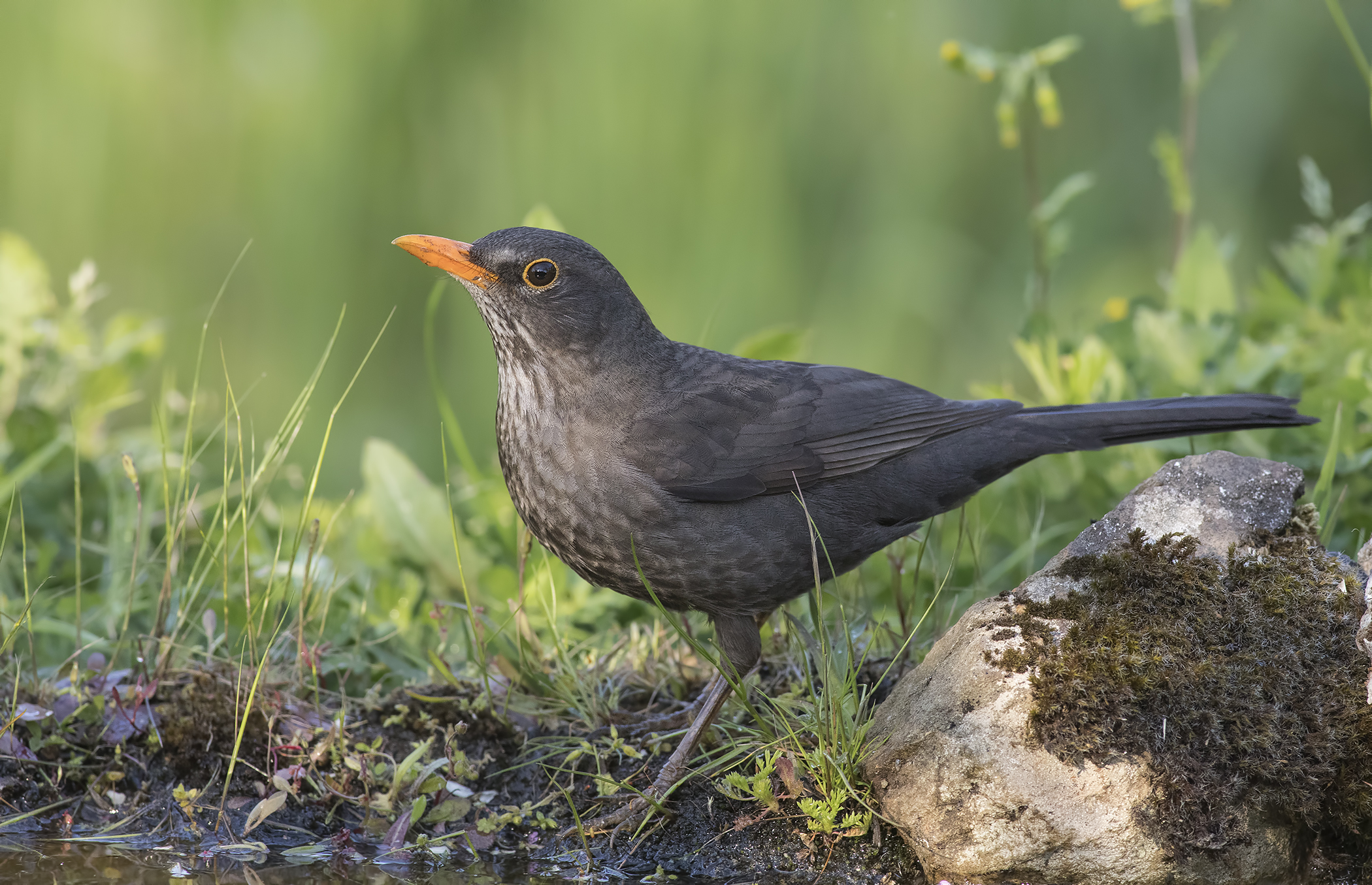 merlo andalusia 2017