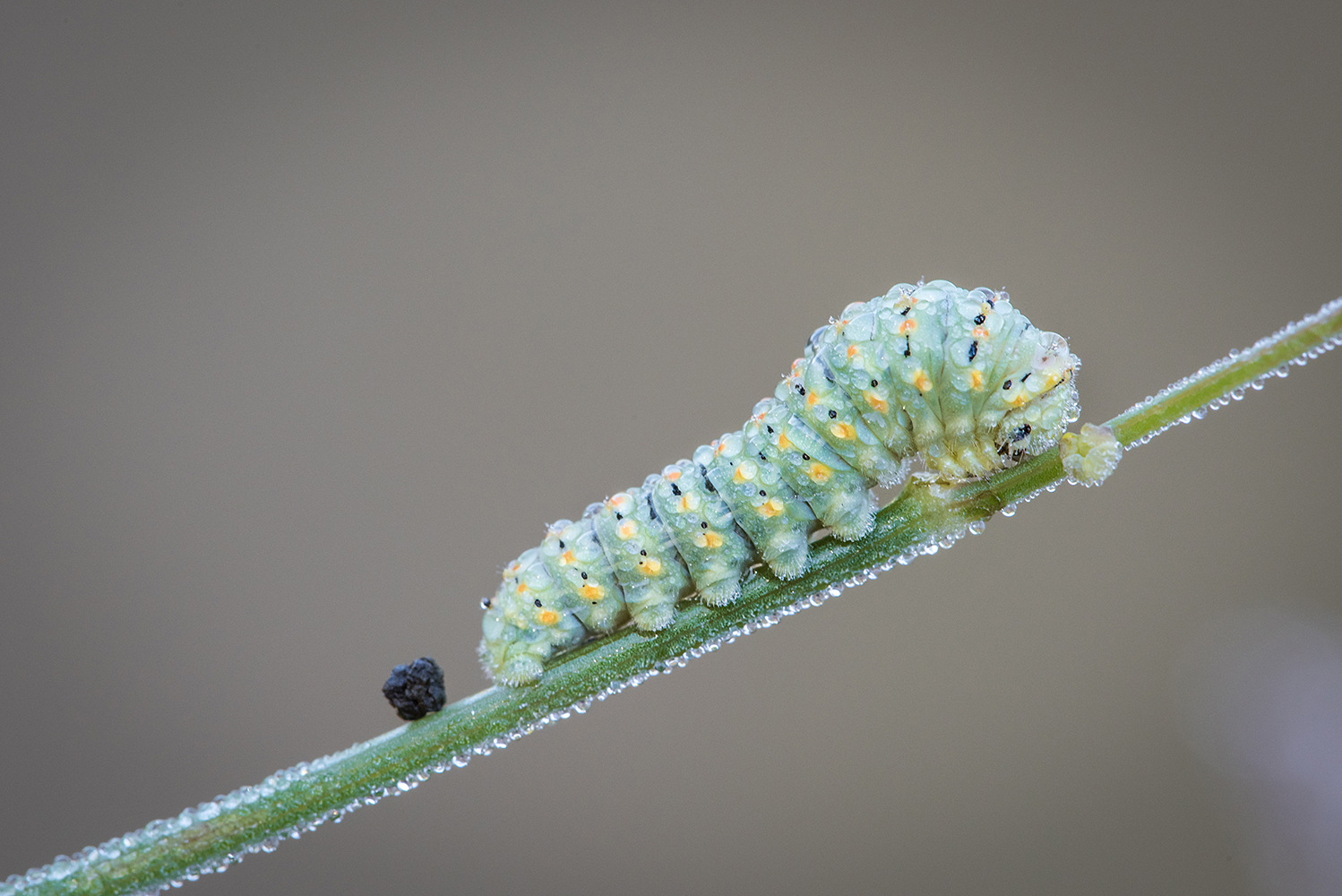 Caterpillar of macaone