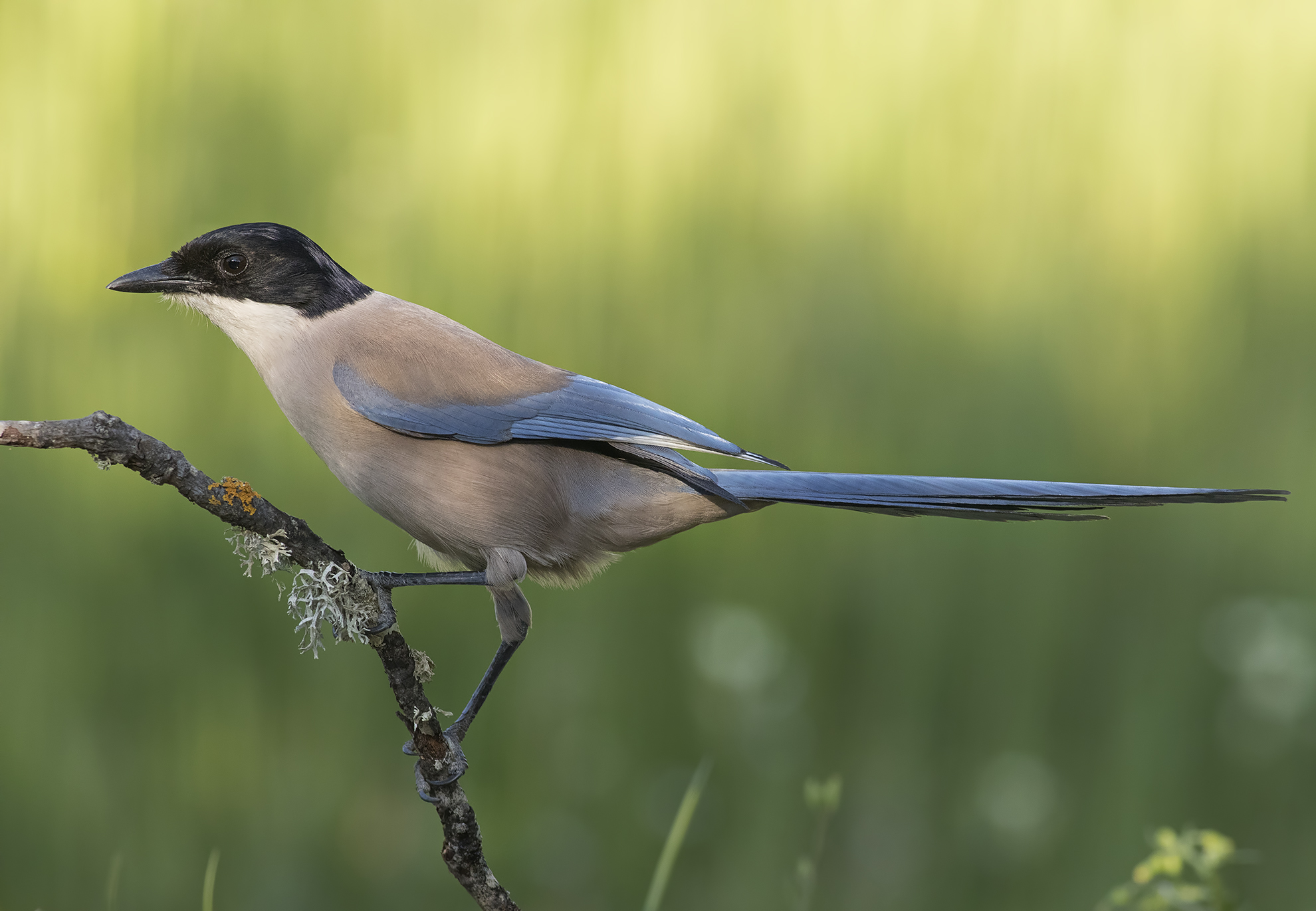gazza azzurra , andalusia 2017