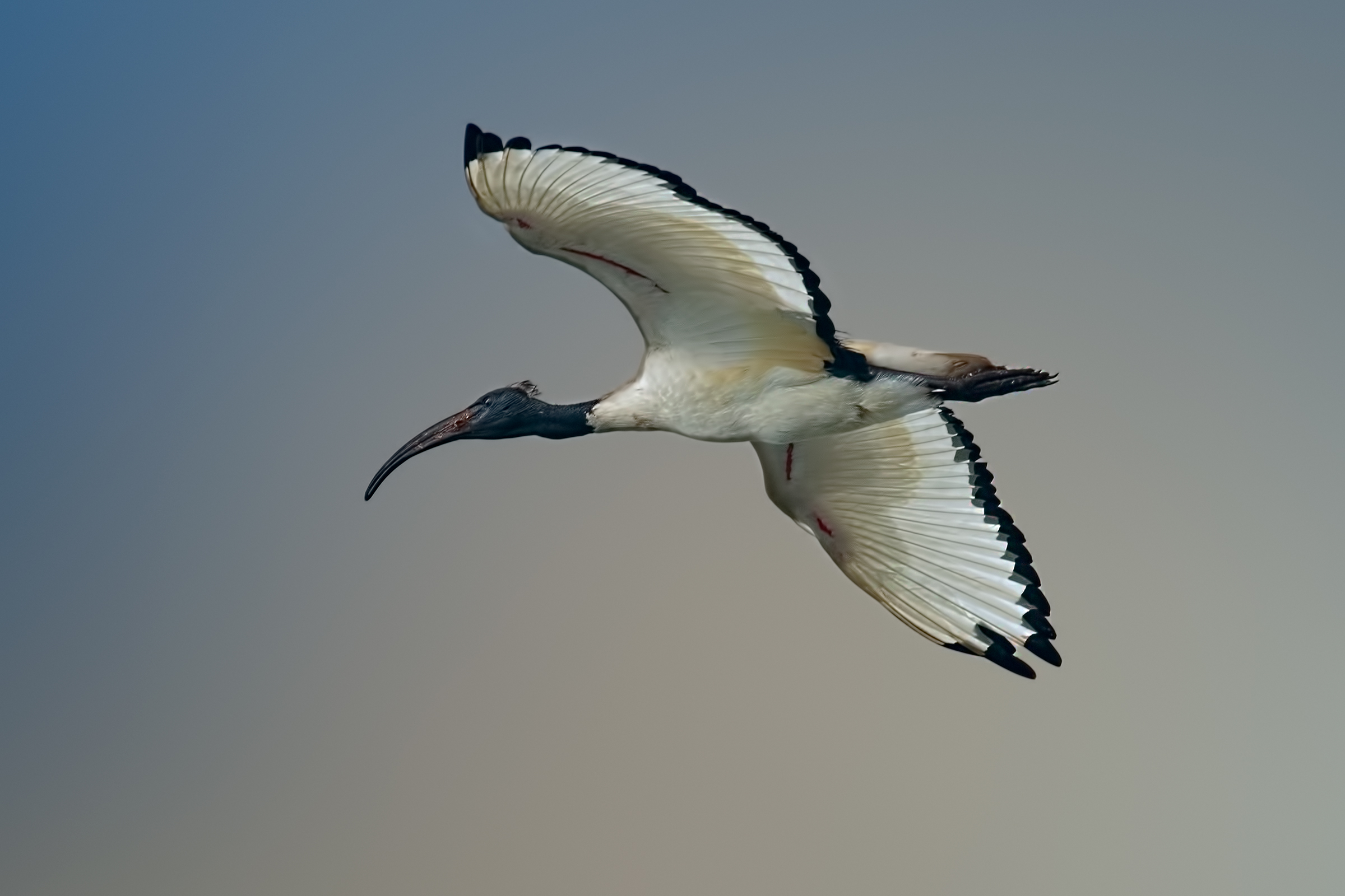 Lake Superior Mantova - Meetings 2017