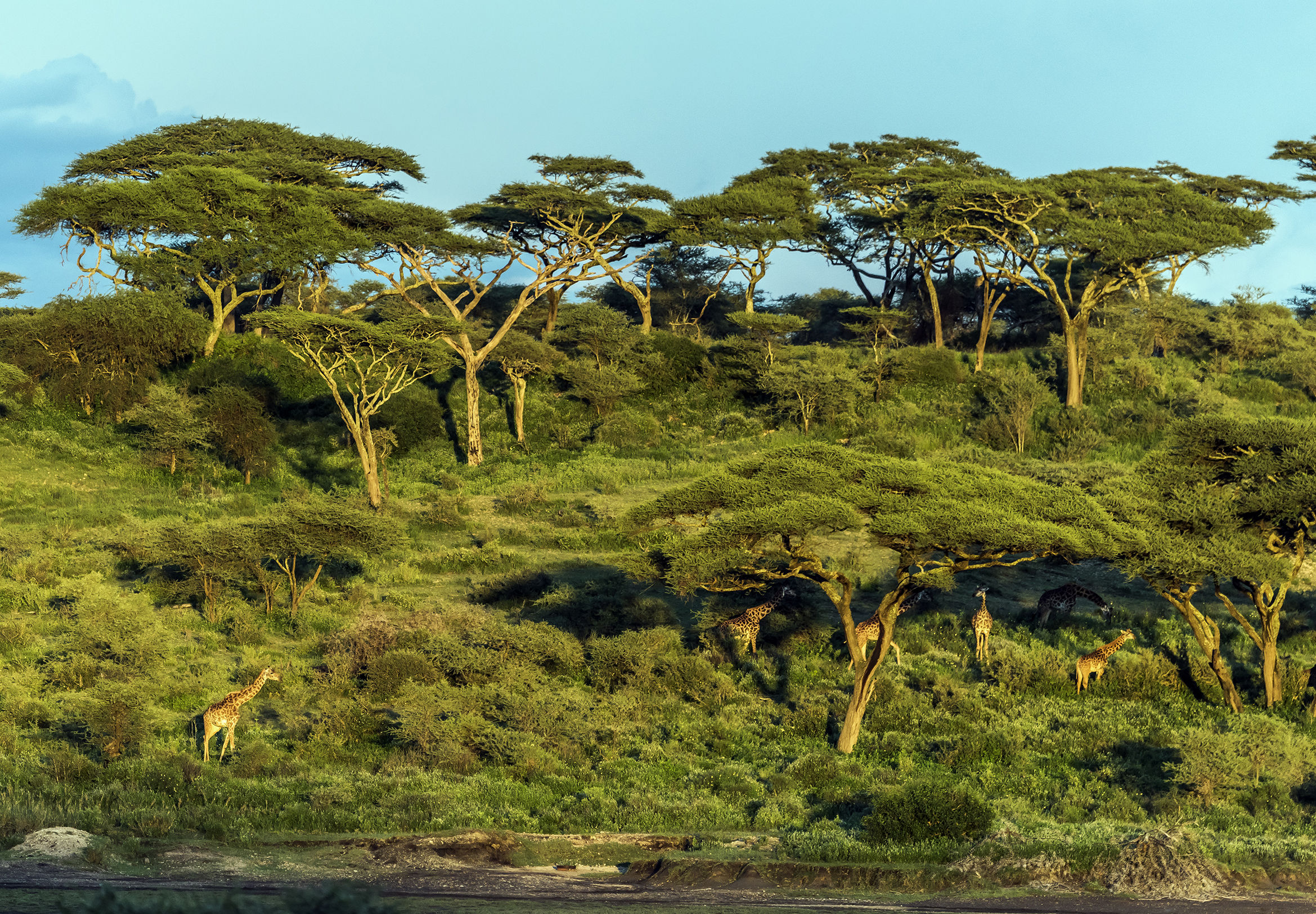 Tanzania 2017 - Giraffe al tramonto