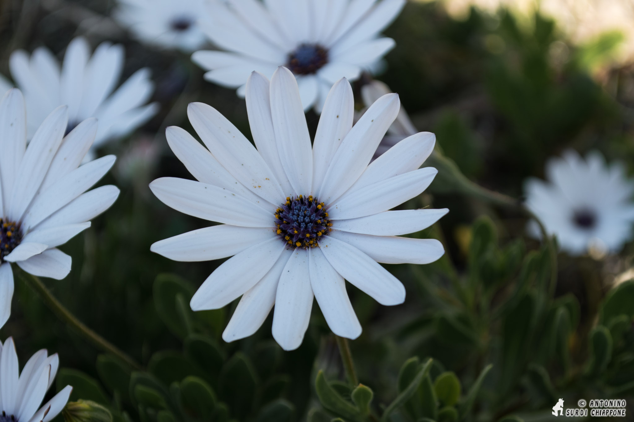 African daisy