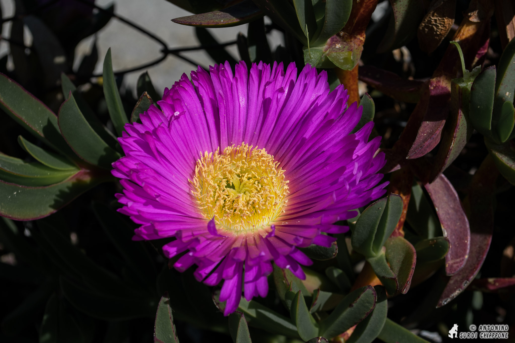 Carpobrotus - Witch Fingernails