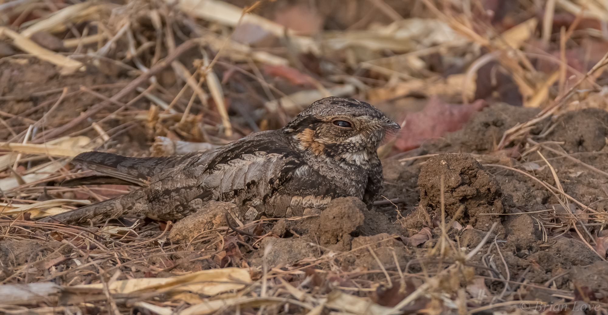 Savanna Nightjar (Caprimulgus affini)