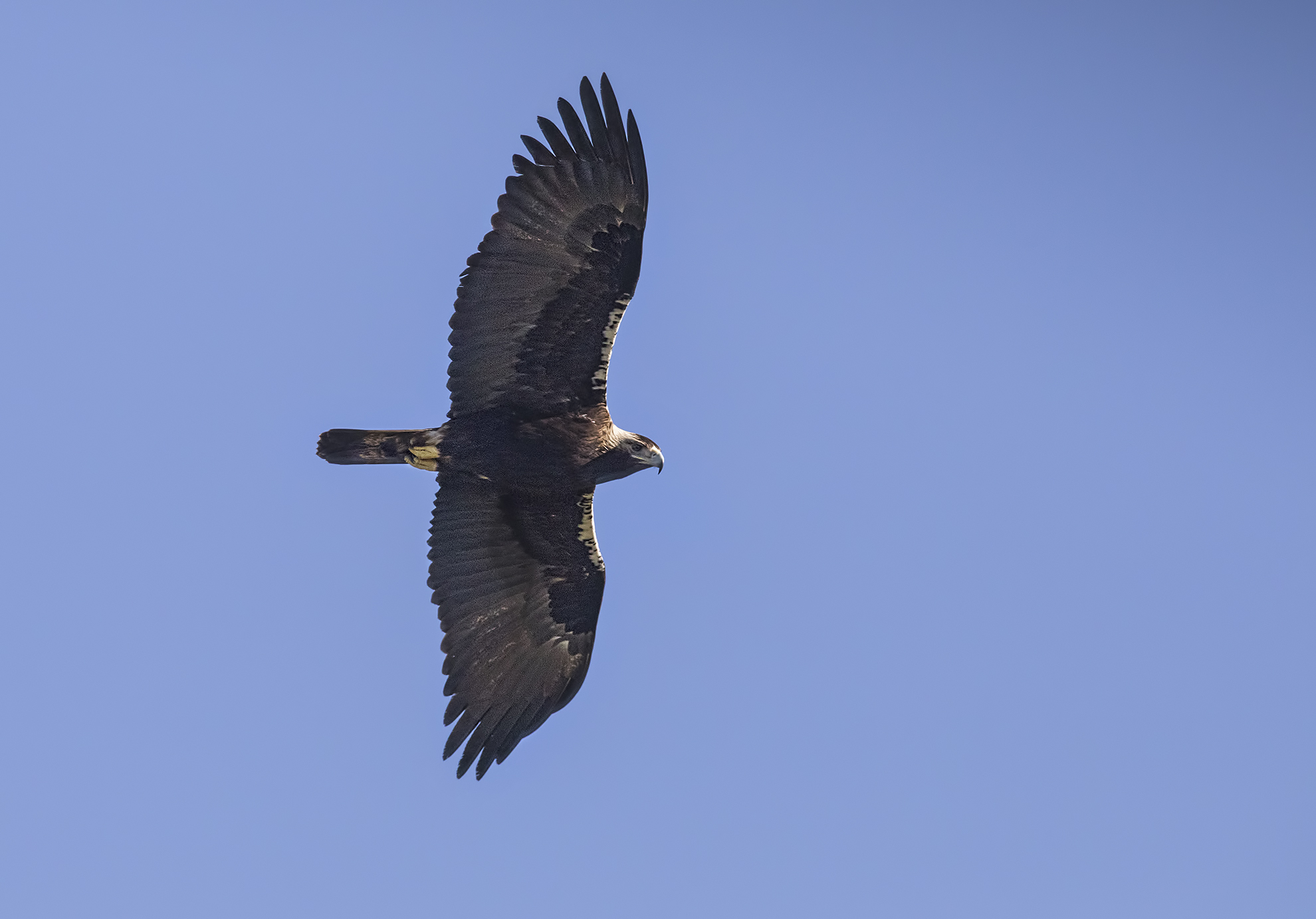 aquila imperiale spagnola...