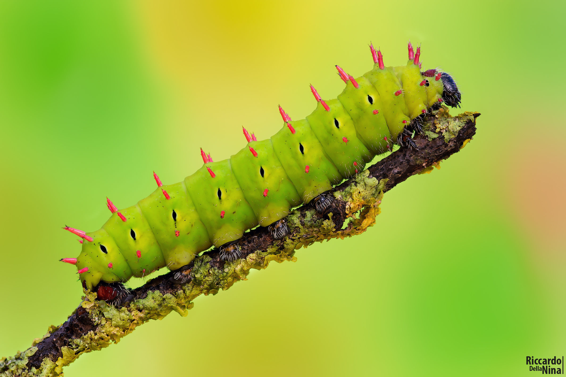 Antherina suraka (Madagascar)