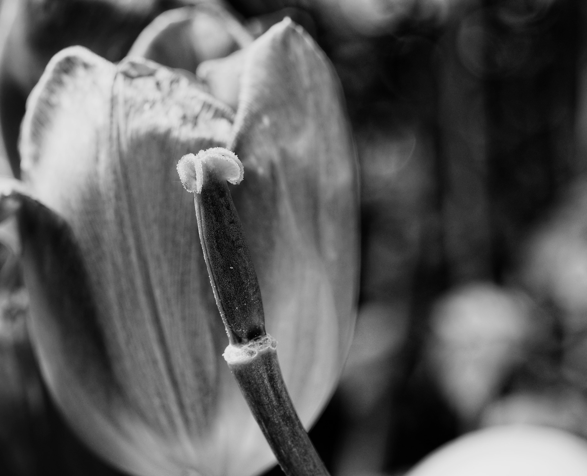 First of pp with dxo