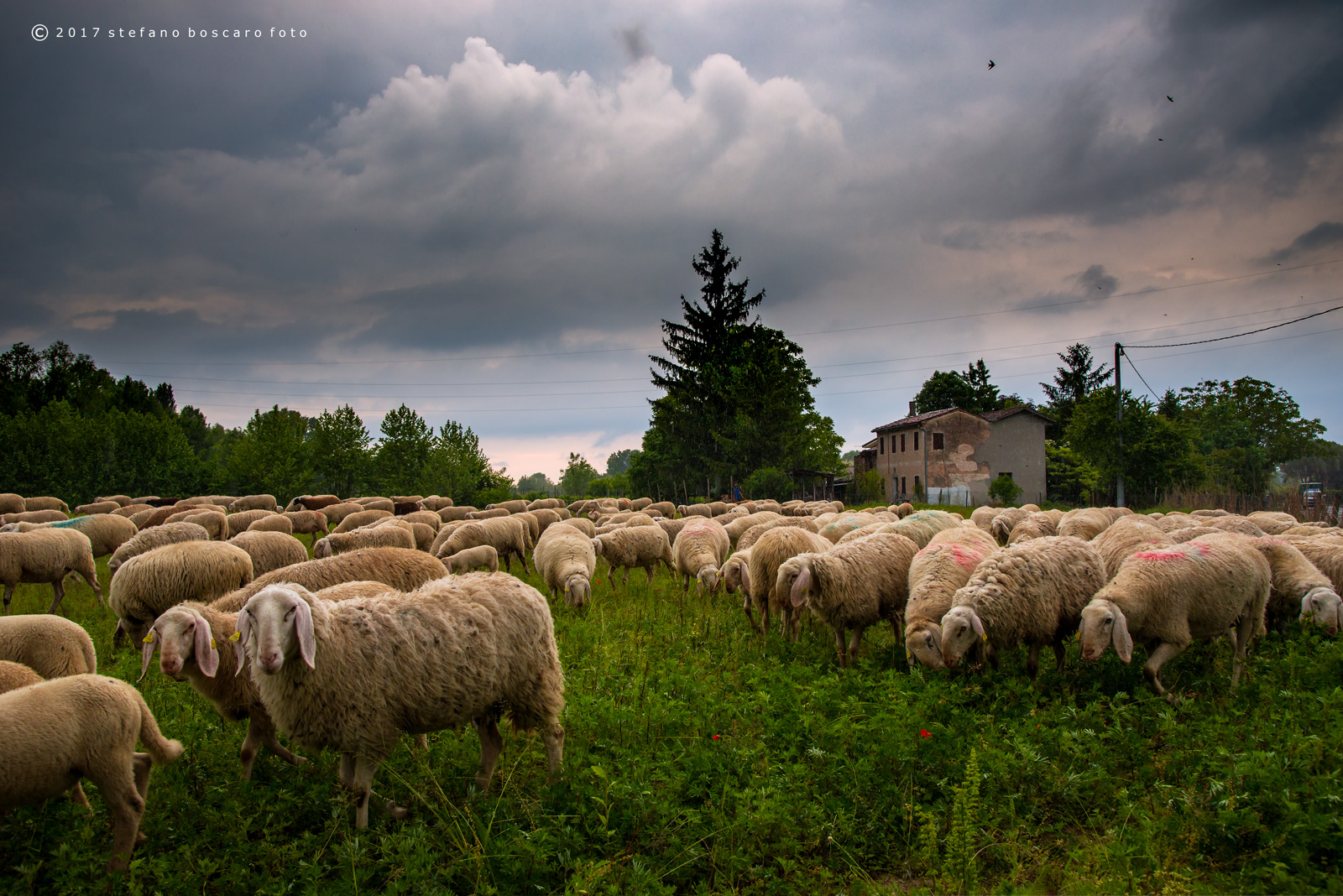 Sheep grazing