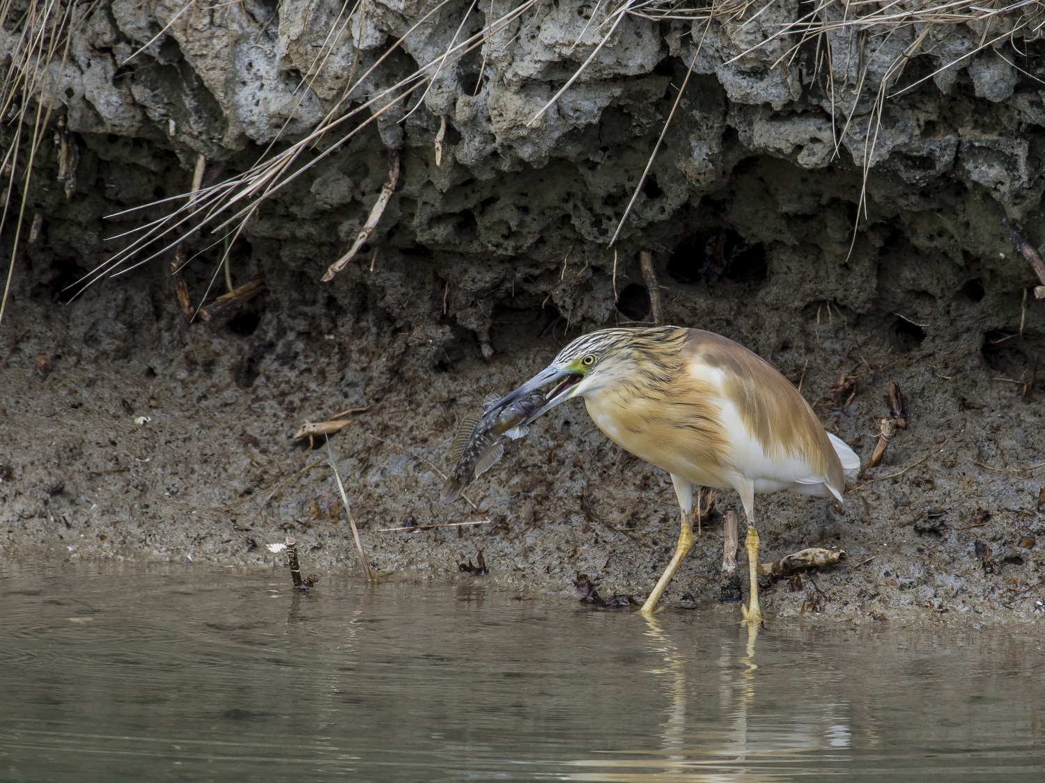 Sgarza cunt with prey
