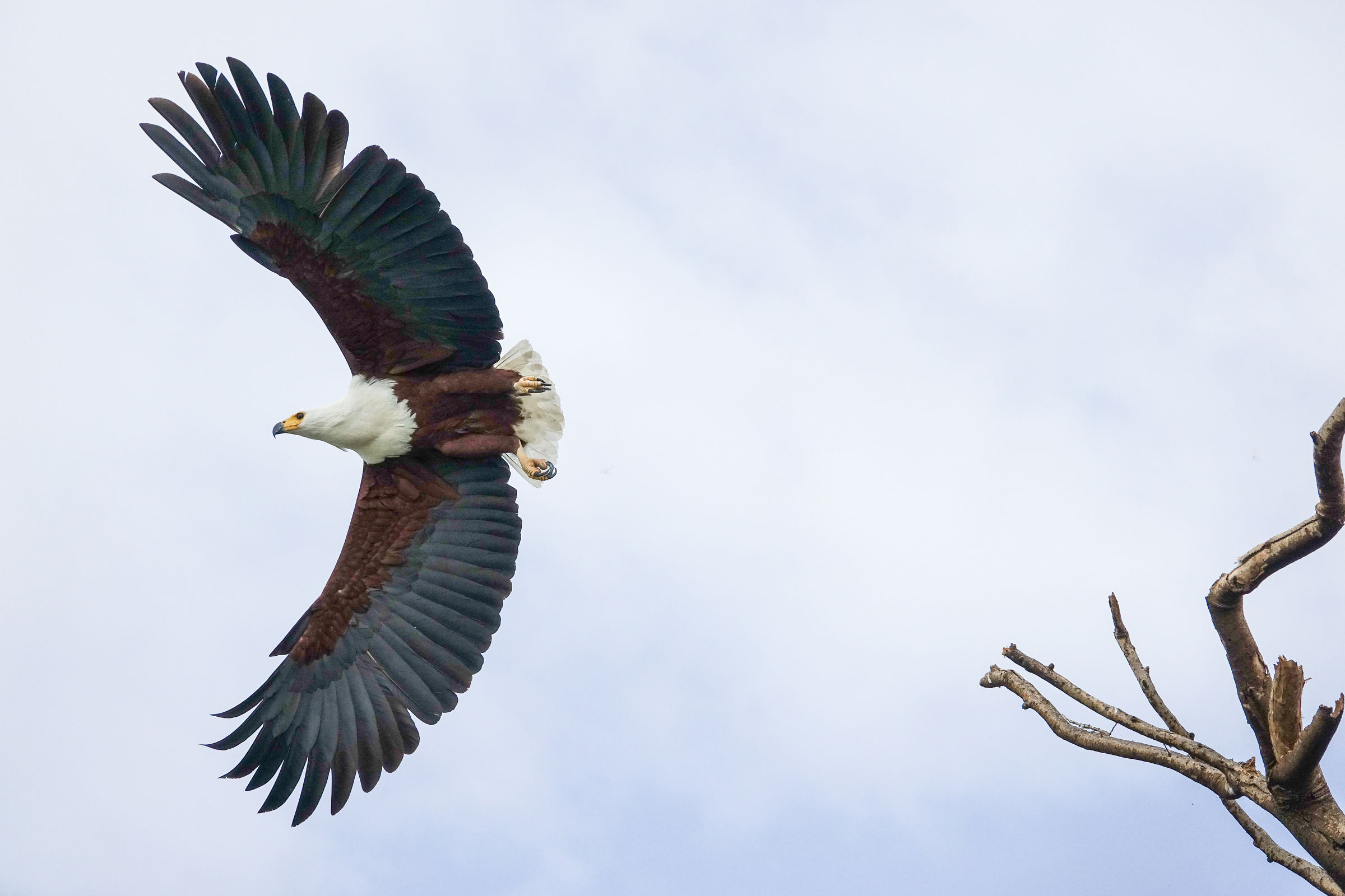 Eagle fisherwoman