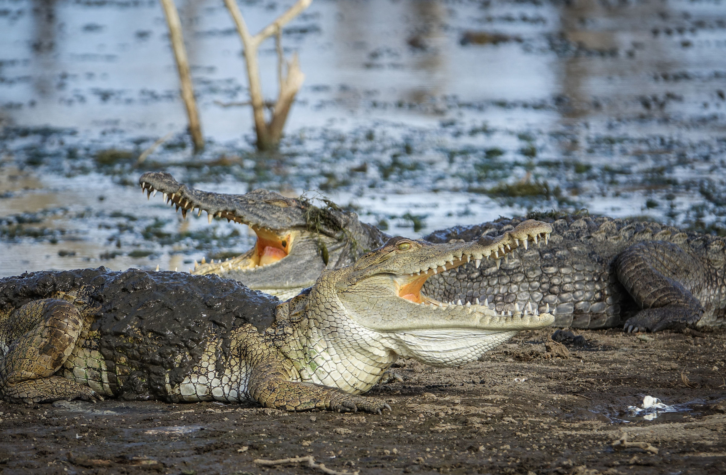 Nile crocodile (Crocodylus niloticus)