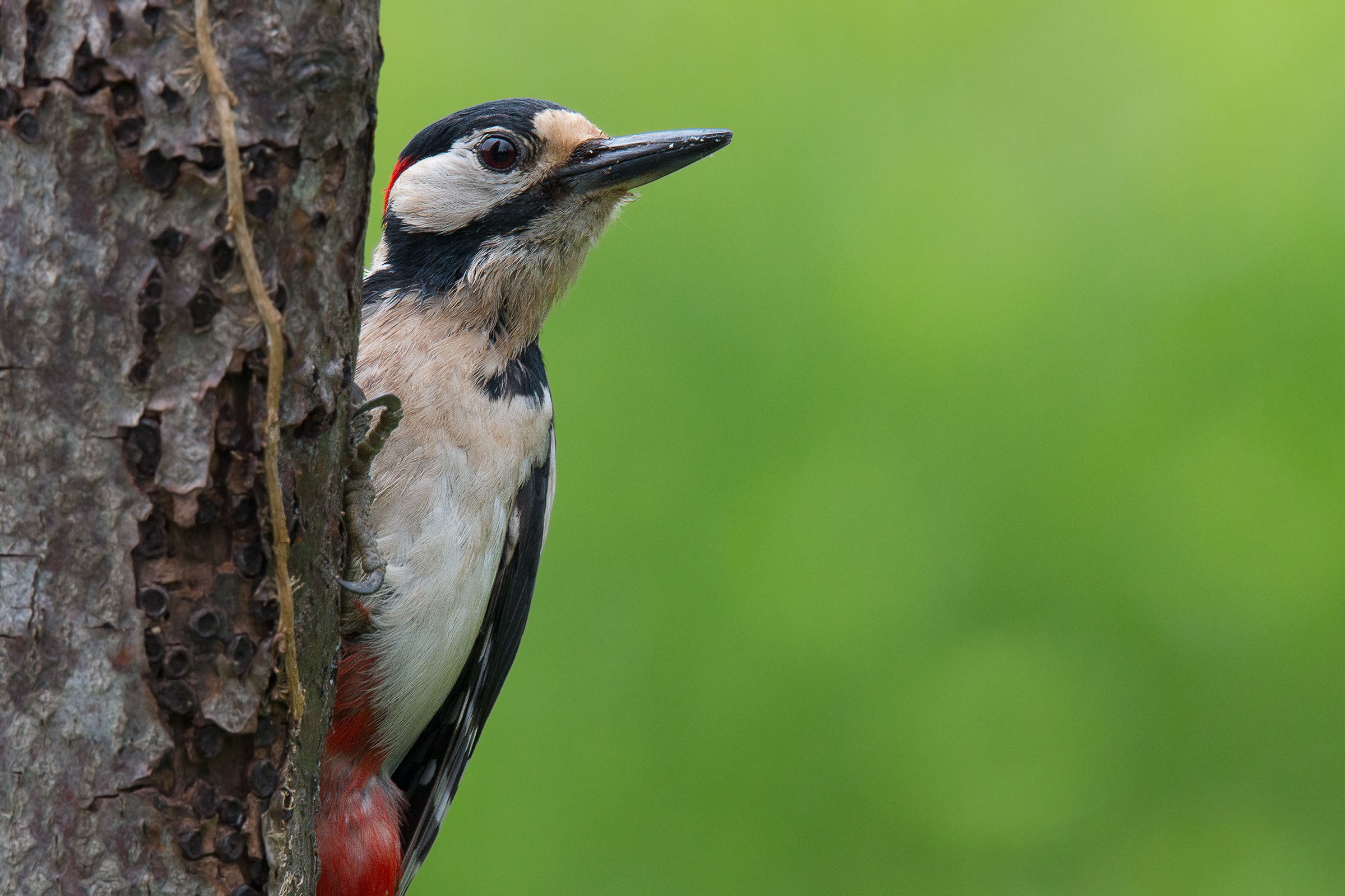 Finally red woodpecker !!!