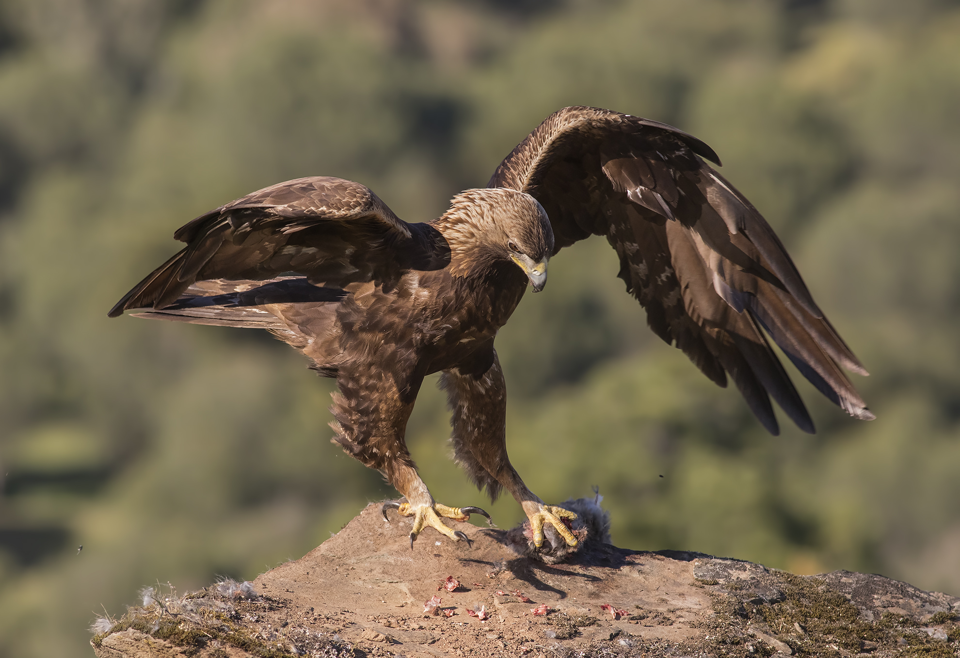aquila reale andalusia 2017
