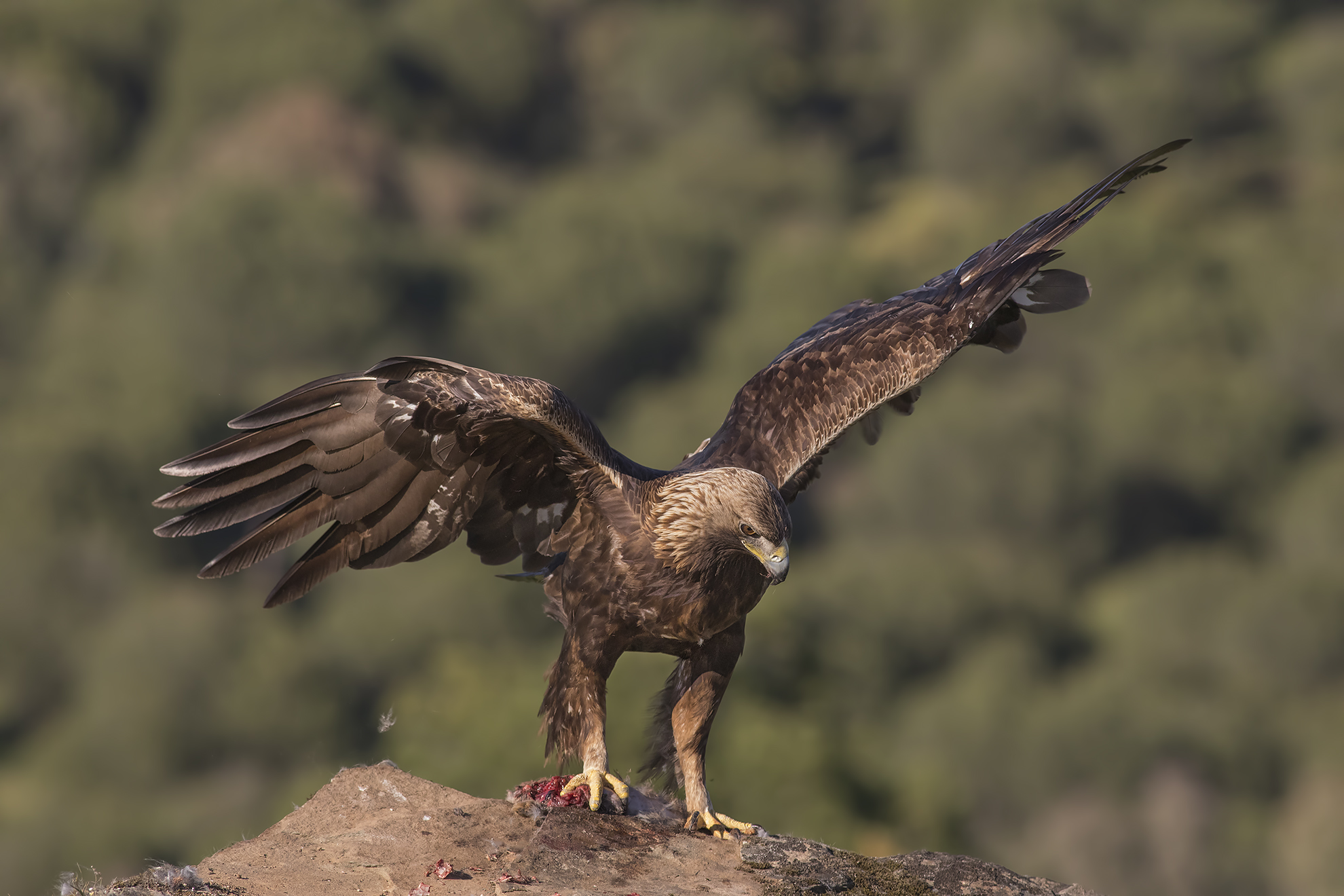aquila reale andalusia 2017