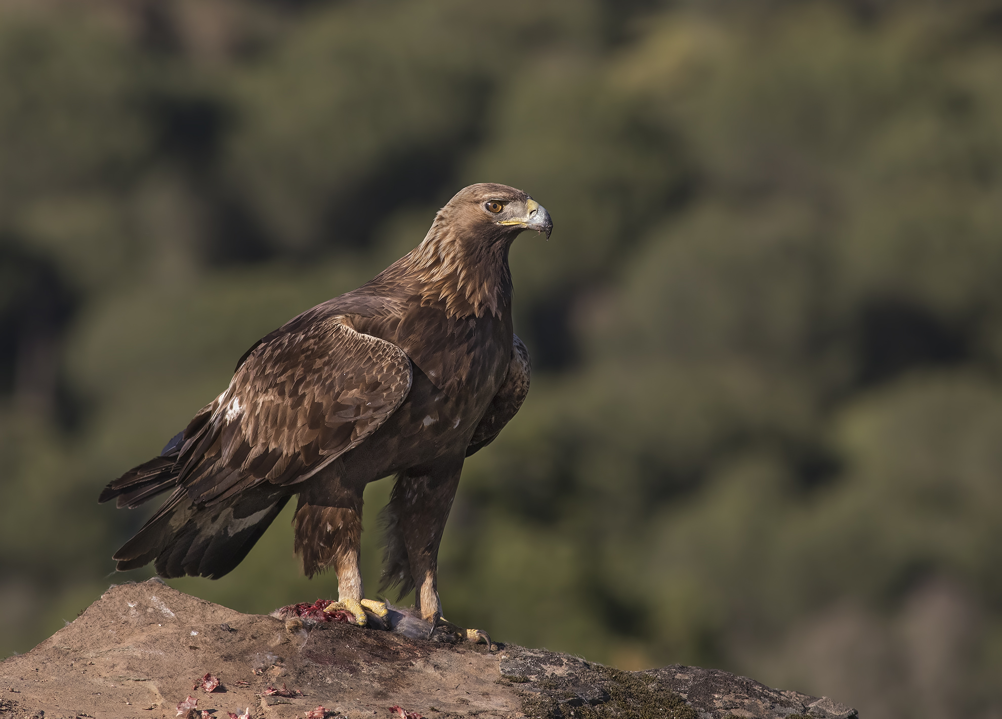 aquila reale ...regale  andalusia 2017
