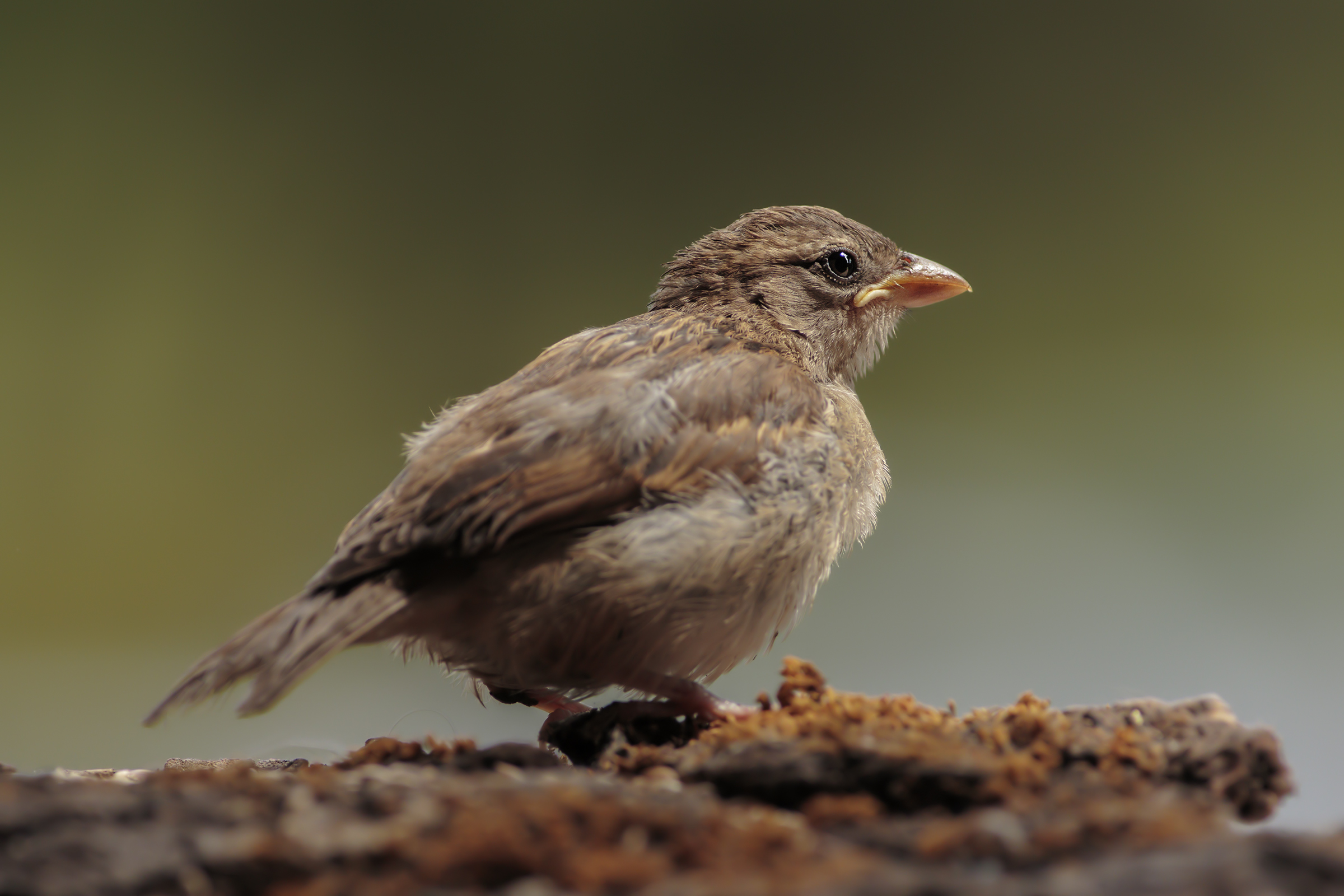 Flour of Passera d'Italia