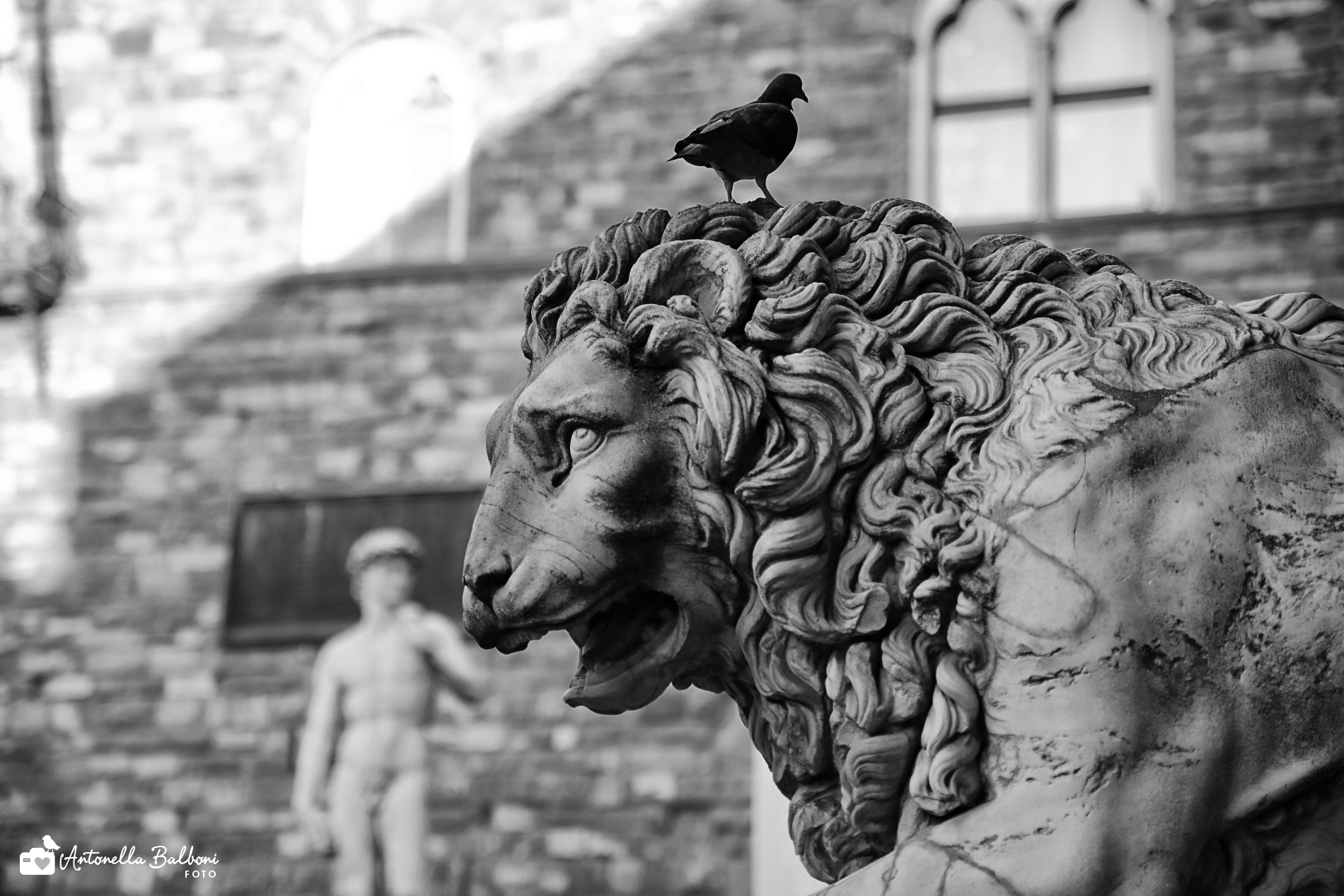 Lion and pigeon