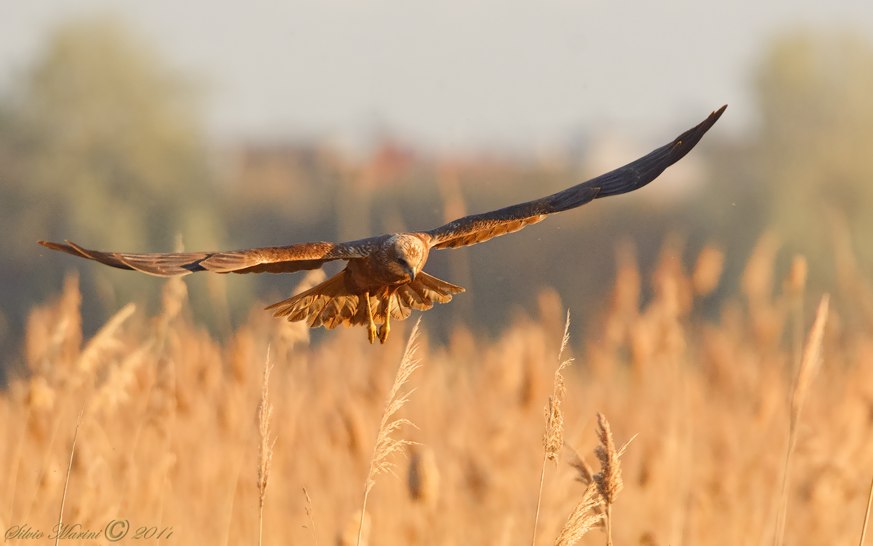 Falco di palude (Circus aeruginosus)